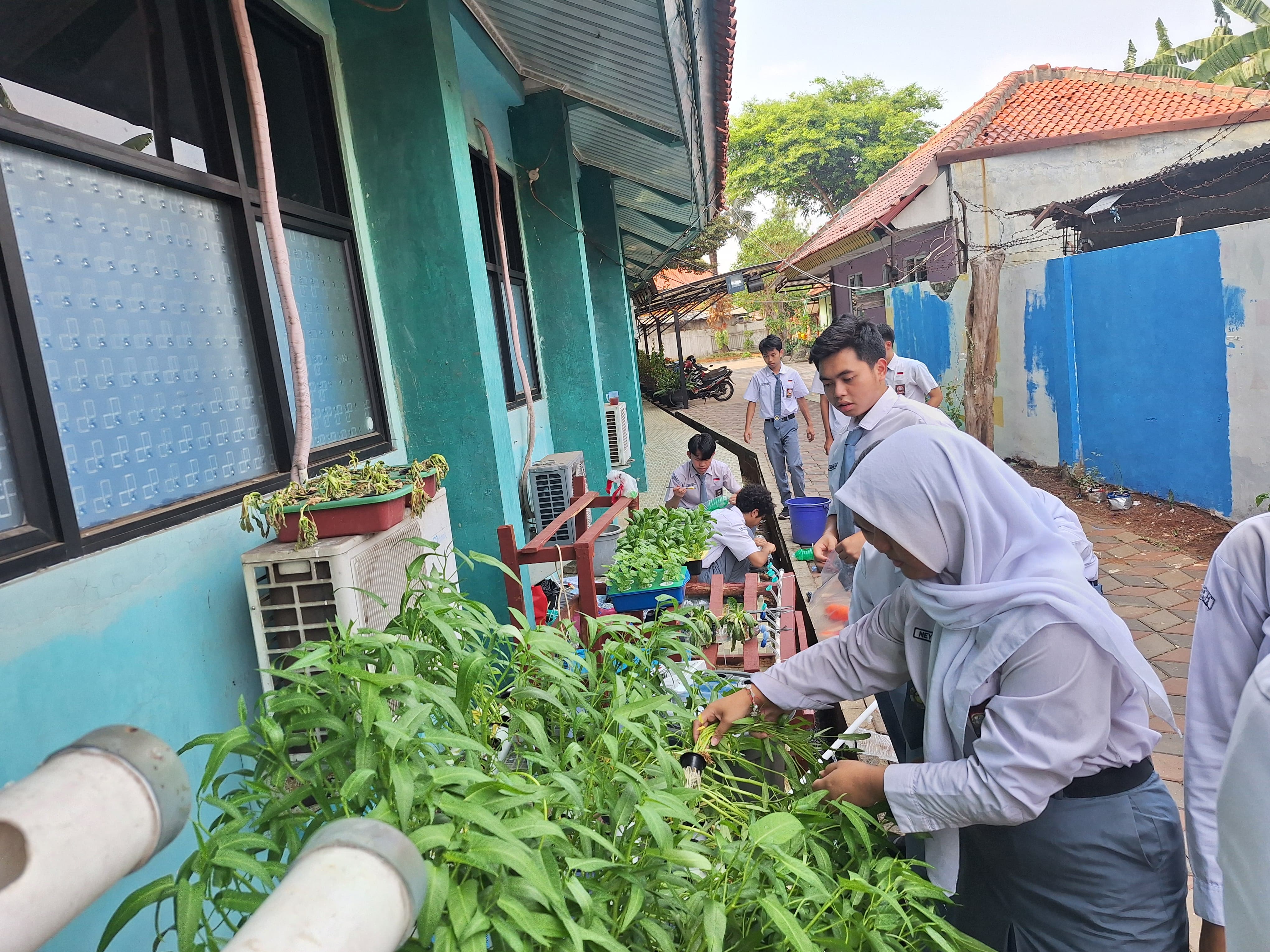 Lahan Urban Farming SMAN 34 Jakarta - Gambar 24