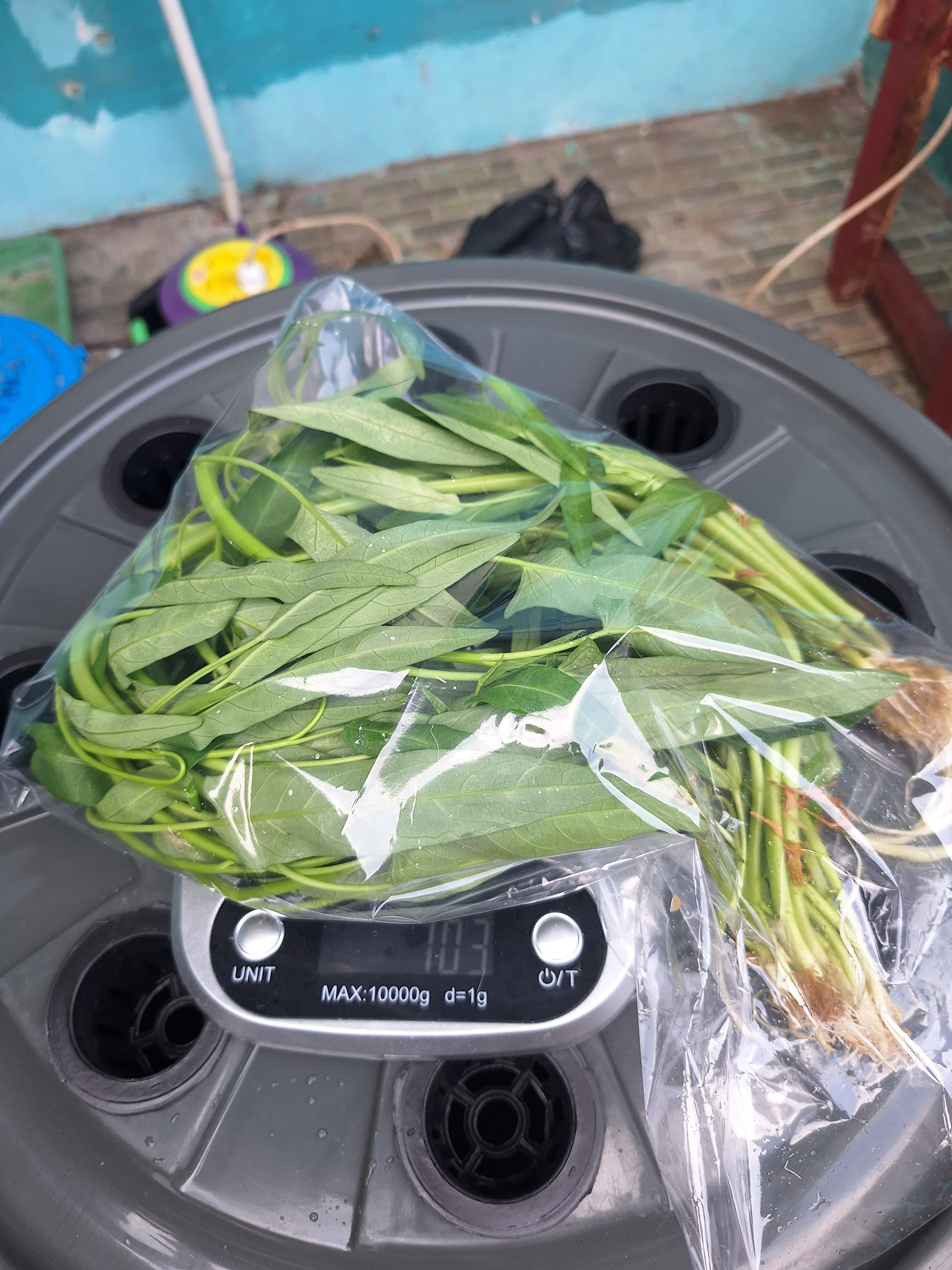 Lahan Urban Farming SMAN 34 Jakarta - Gambar 23