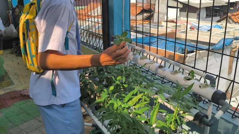 Lahan Urban Farming SMKN 43 Jakarta - Gambar 83