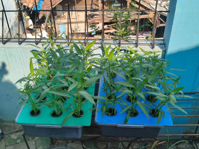 Lahan Urban Farming SMKN 43 Jakarta - Gambar 80