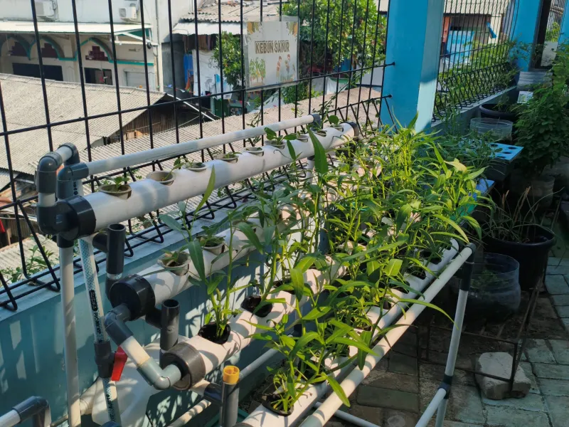 Lahan Urban Farming SMKN 43 Jakarta - Gambar 81
