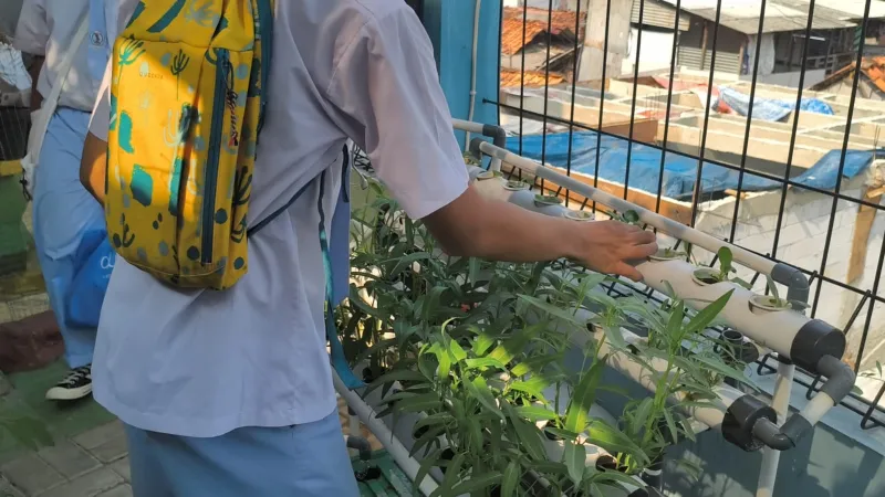 Lahan Urban Farming SMKN 43 Jakarta - Gambar 82