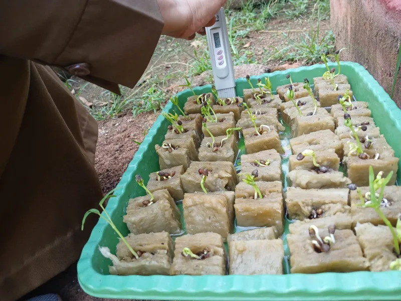 Lahan Urban Farming SMAN 109 Jakarta - Gambar 101