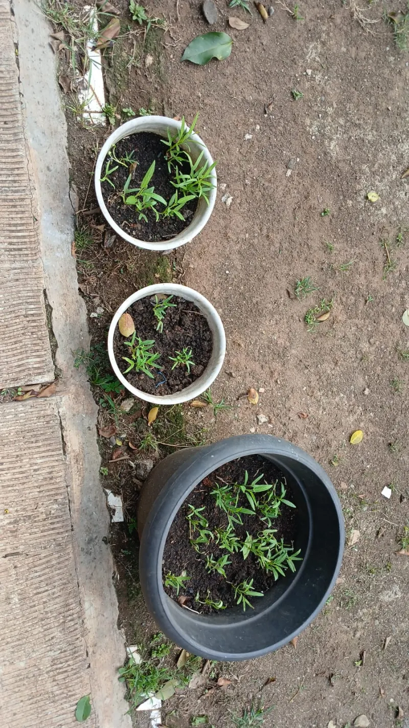 Lahan Urban Farming SMAN 109 Jakarta - Gambar 100