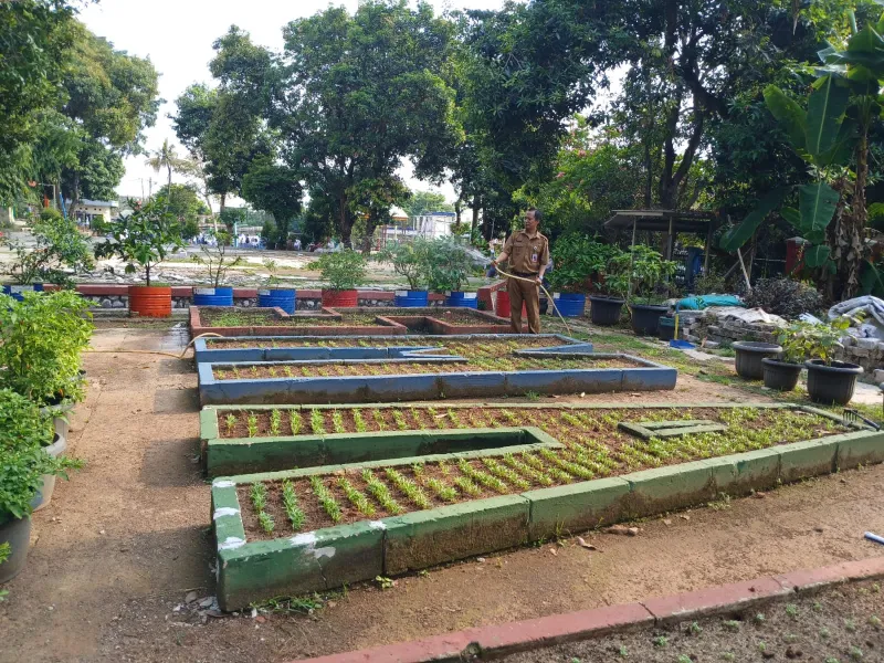 Lahan Urban Farming SMAN 109 Jakarta - Gambar 99