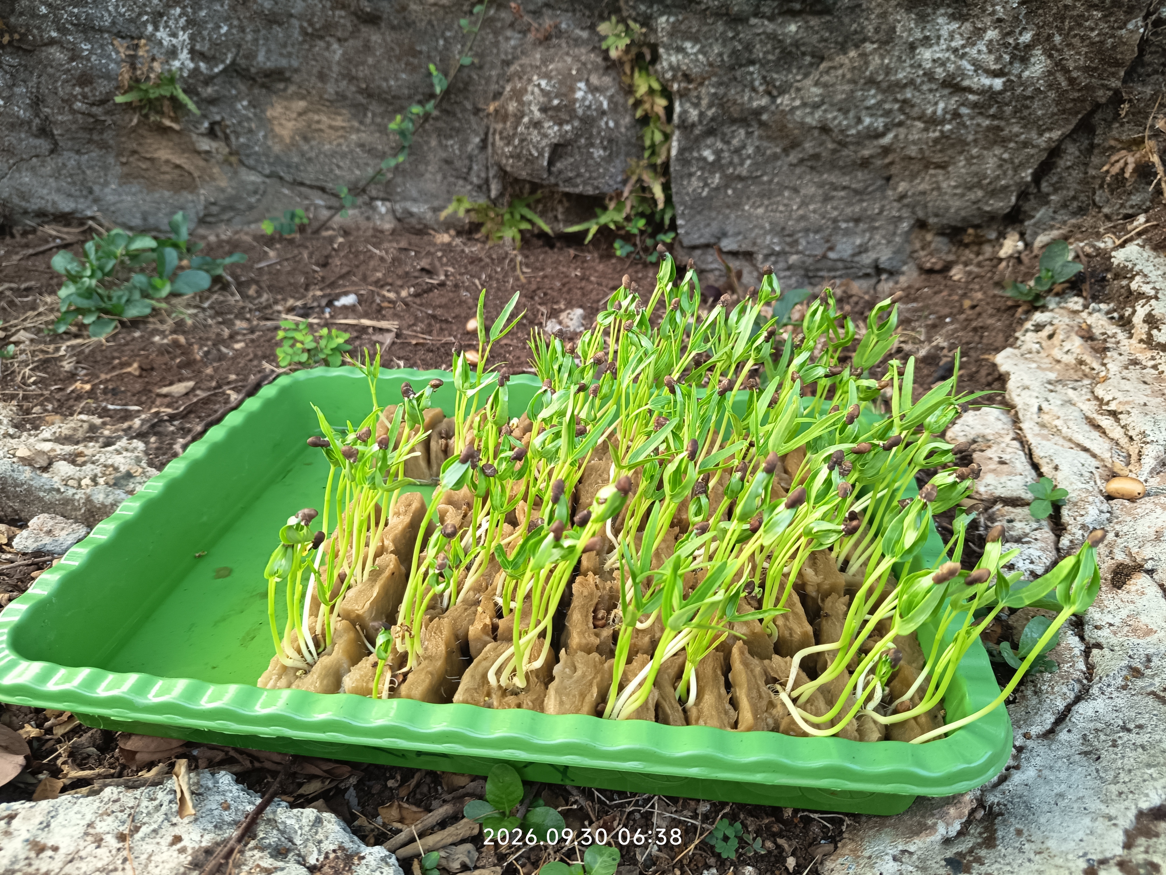 Lahan Urban Farming SLB A Pembina Tingkat Nasional - Gambar 49