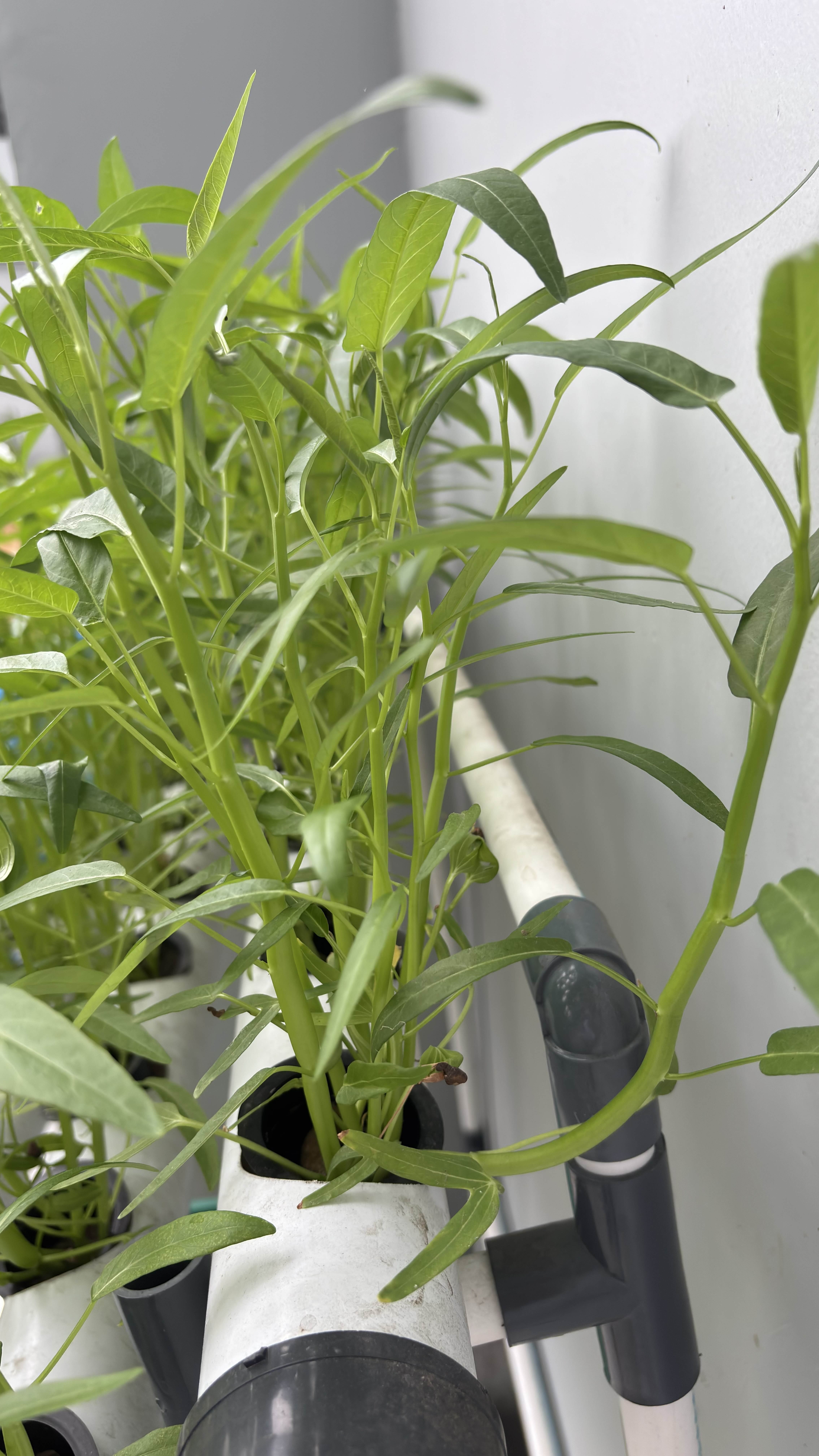 Lahan Urban Farming SMAN 116 Jakarta - Gambar 58