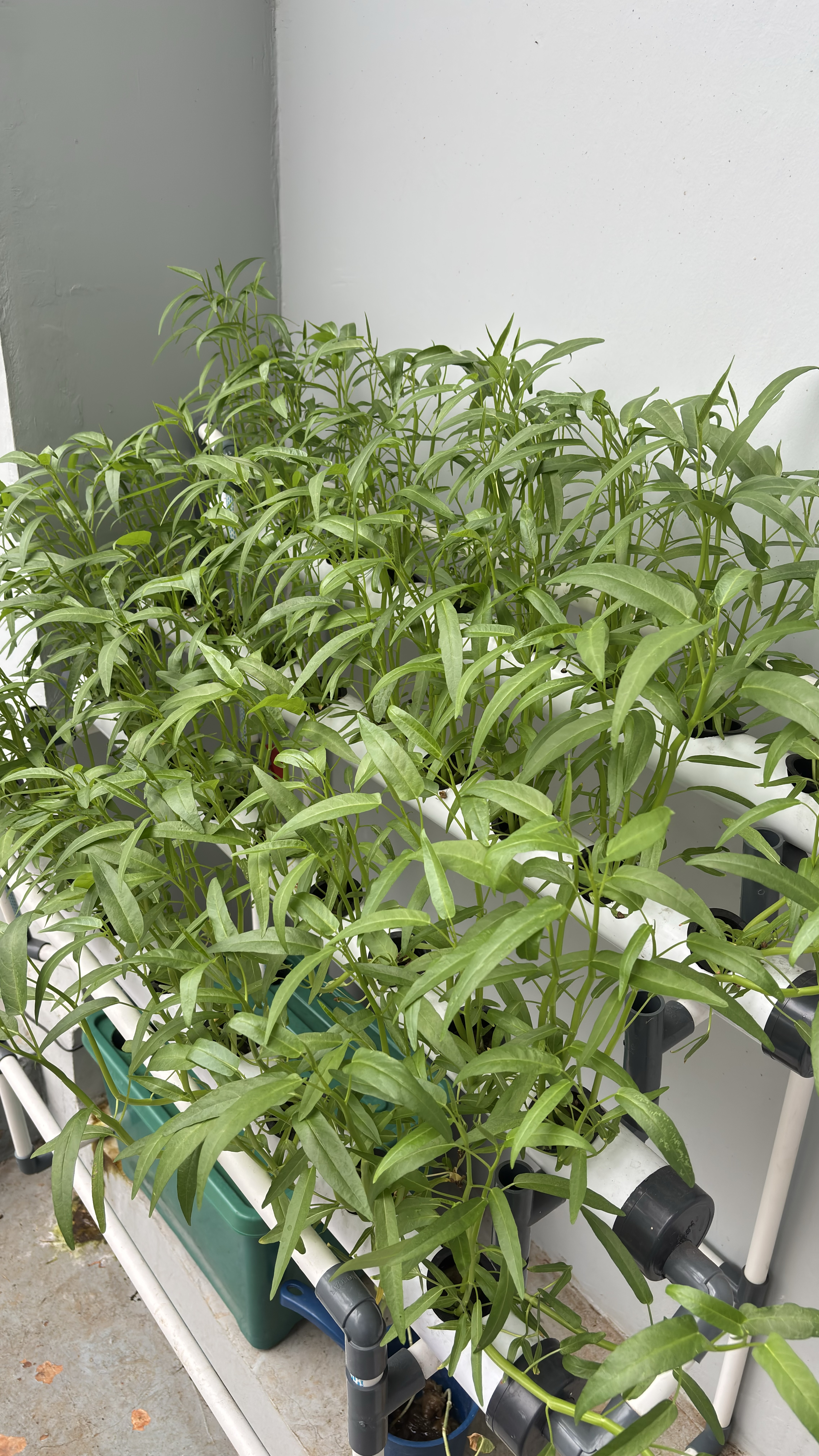 Lahan Urban Farming SMAN 116 Jakarta - Gambar 57
