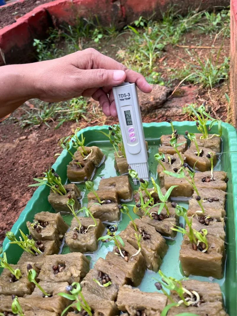 Lahan Urban Farming SMAN 109 Jakarta - Gambar 95