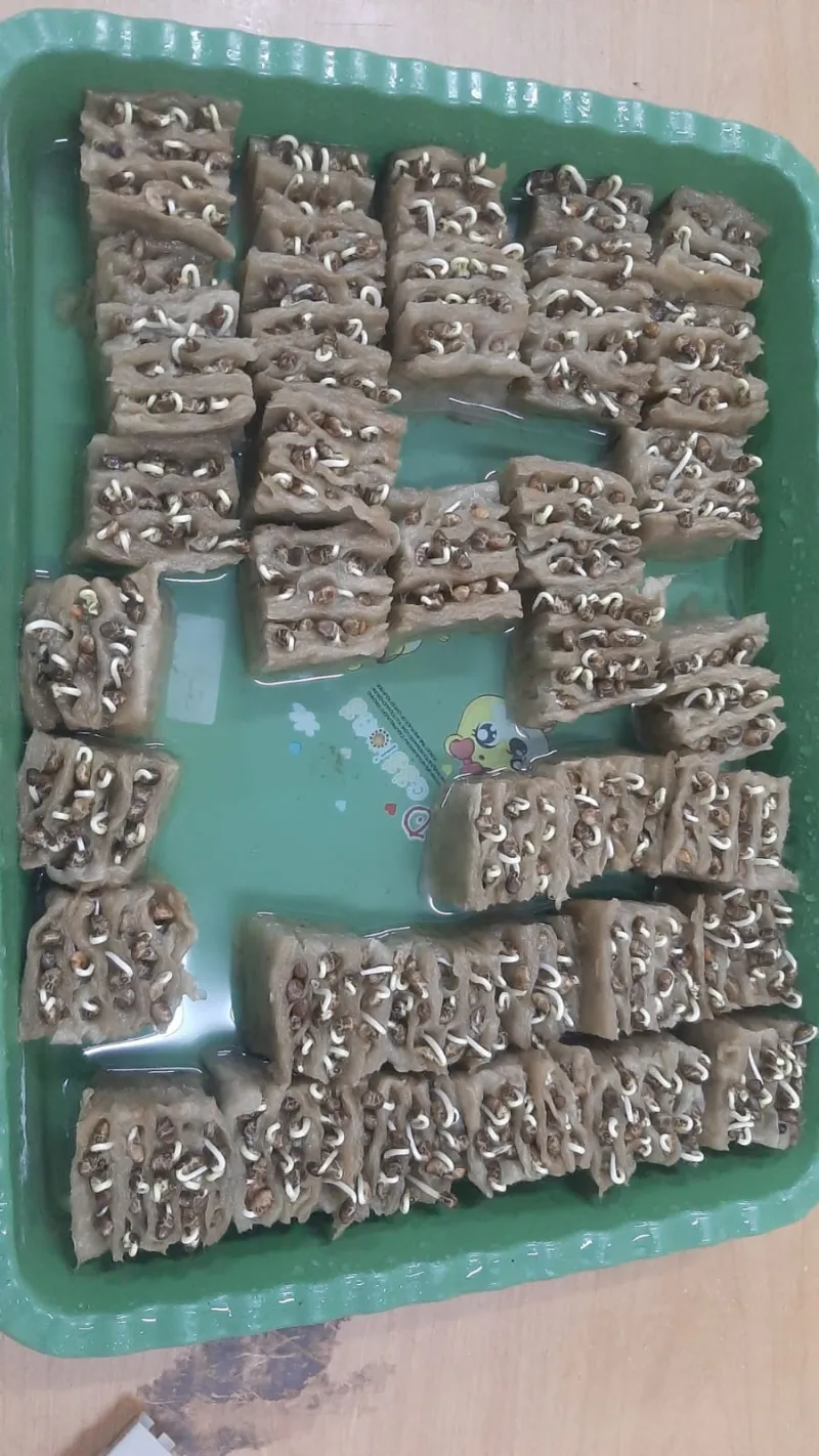 Lahan Urban Farming SMKN 20 Jakarta - Gambar 48