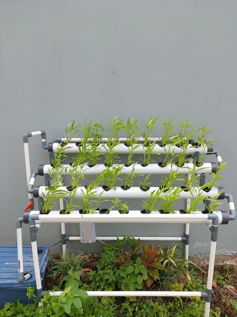 Lahan Urban Farming SDN Cipete Selatan 03 - Gambar 36