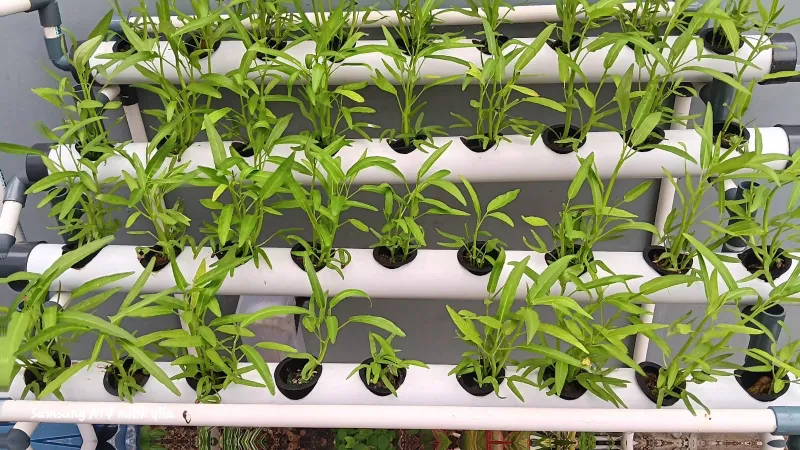 Lahan Urban Farming SDN Cipete Selatan 03 - Gambar 34