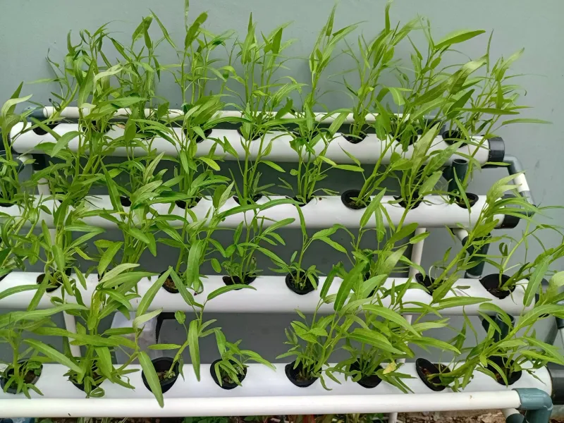 Lahan Urban Farming SDN Cipete Selatan 03 - Gambar 30