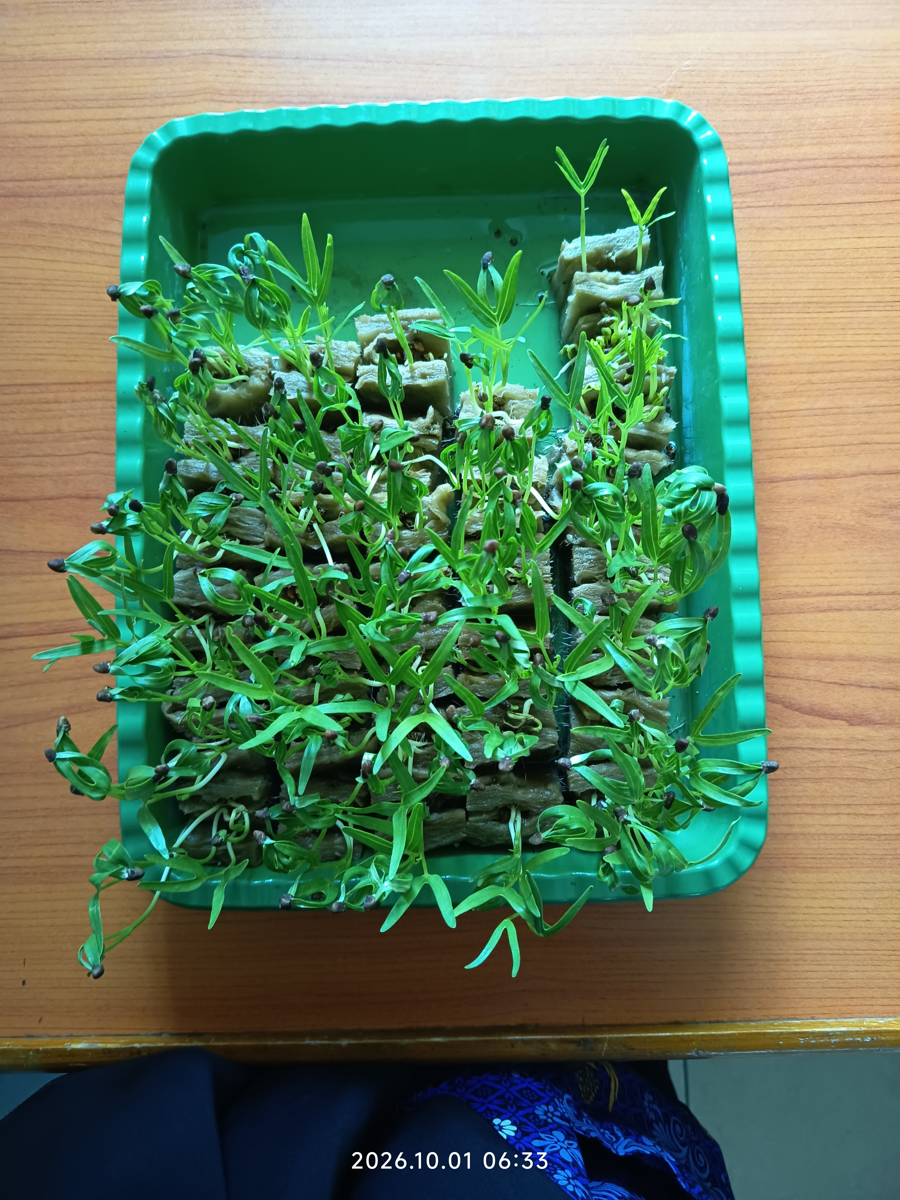 Lahan Urban Farming SLB A Pembina Tingkat Nasional - Gambar 47