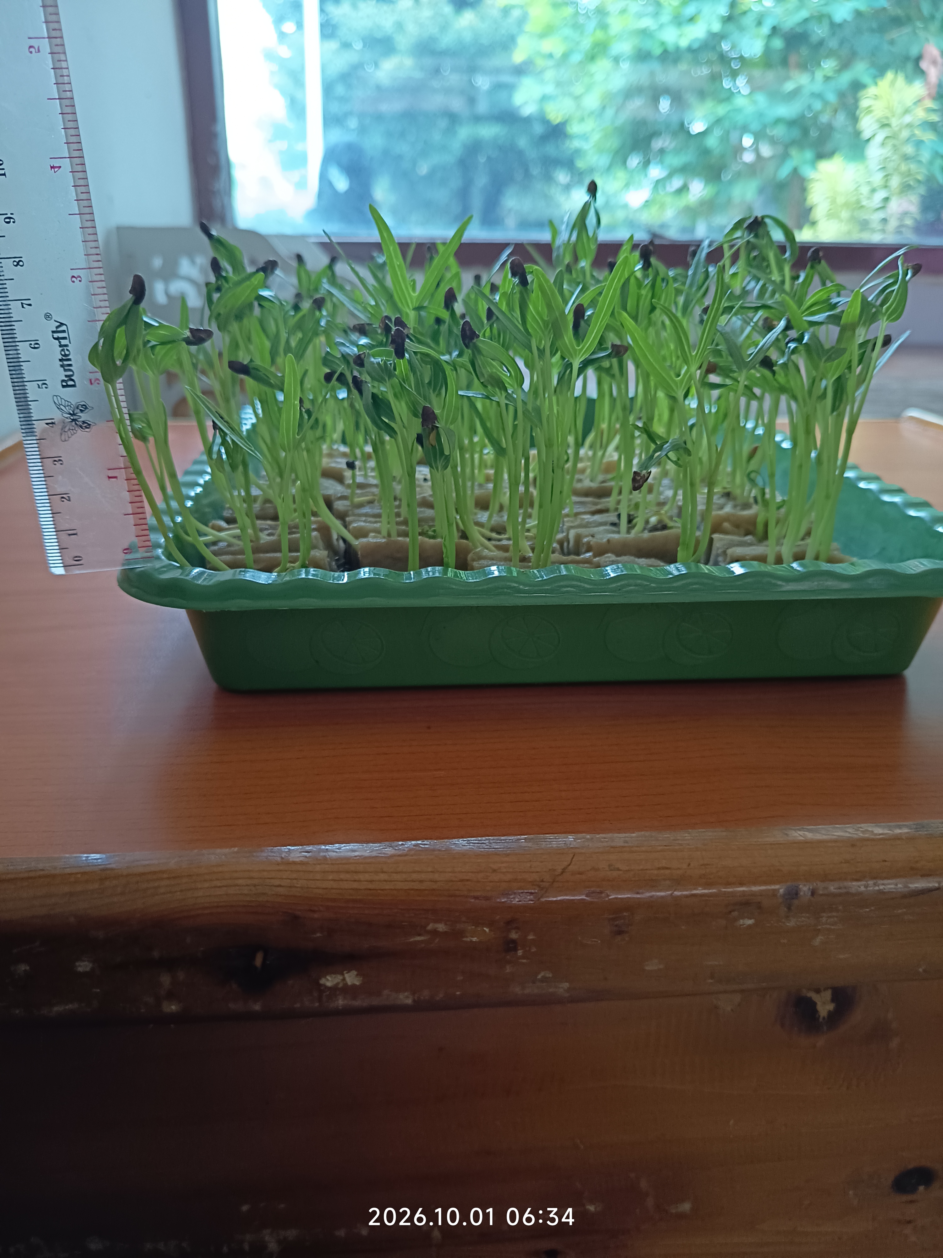 Lahan Urban Farming SLB A Pembina Tingkat Nasional - Gambar 48