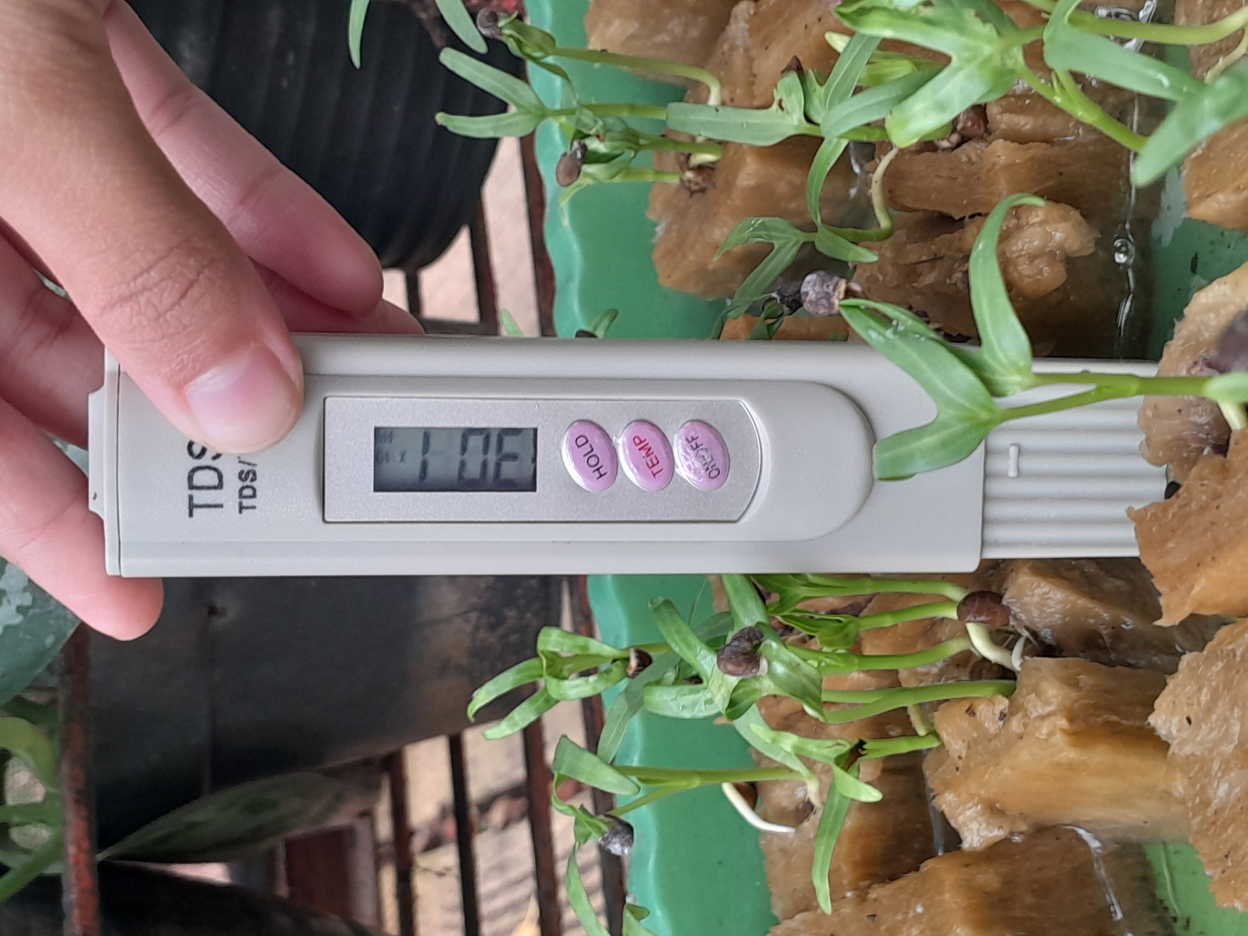 Lahan Urban Farming SMAN 109 Jakarta - Gambar 92