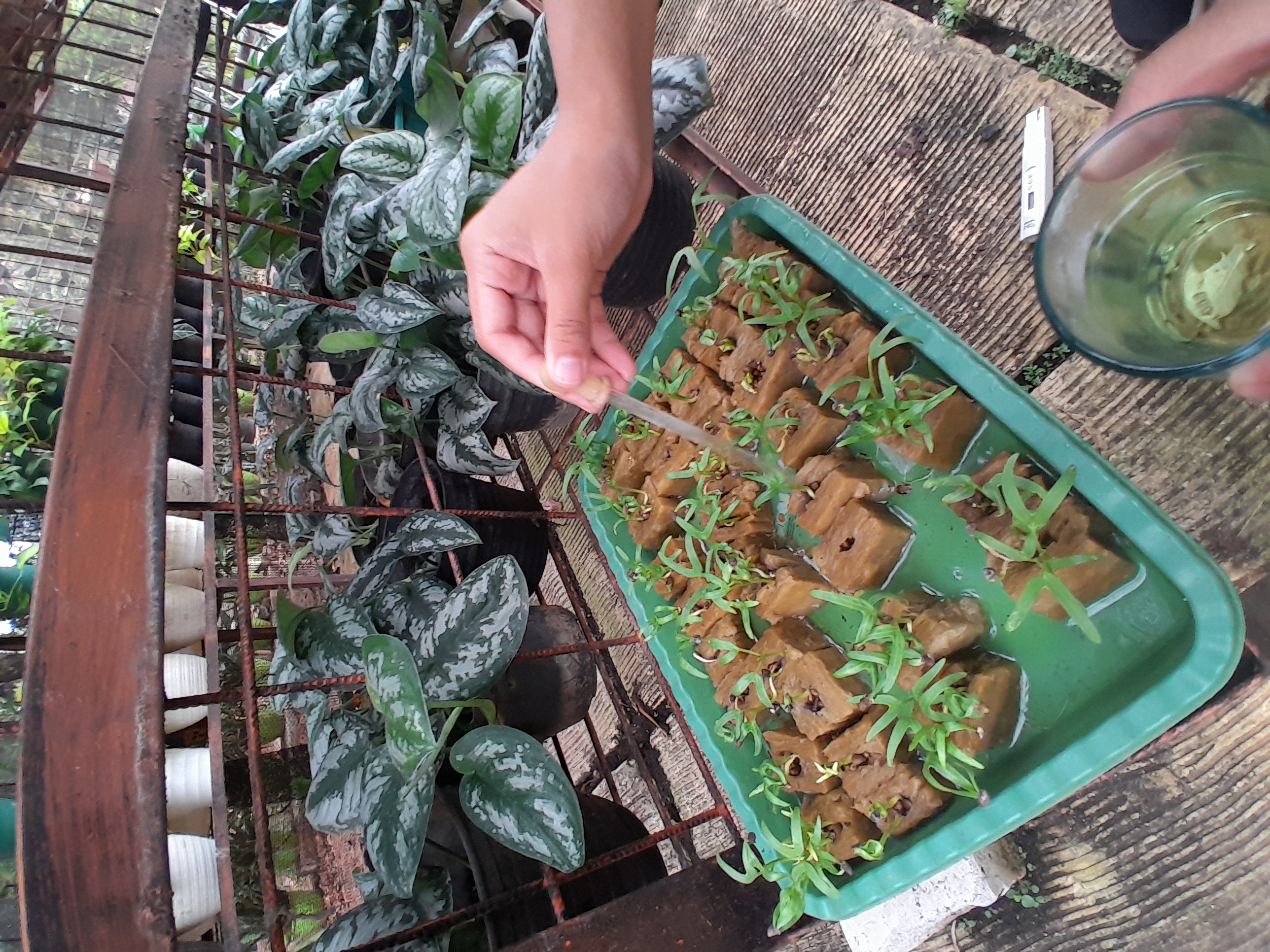 Lahan Urban Farming SMAN 109 Jakarta - Gambar 91