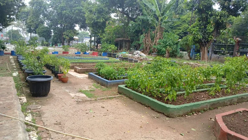 Lahan Urban Farming SMAN 109 Jakarta - Gambar 90