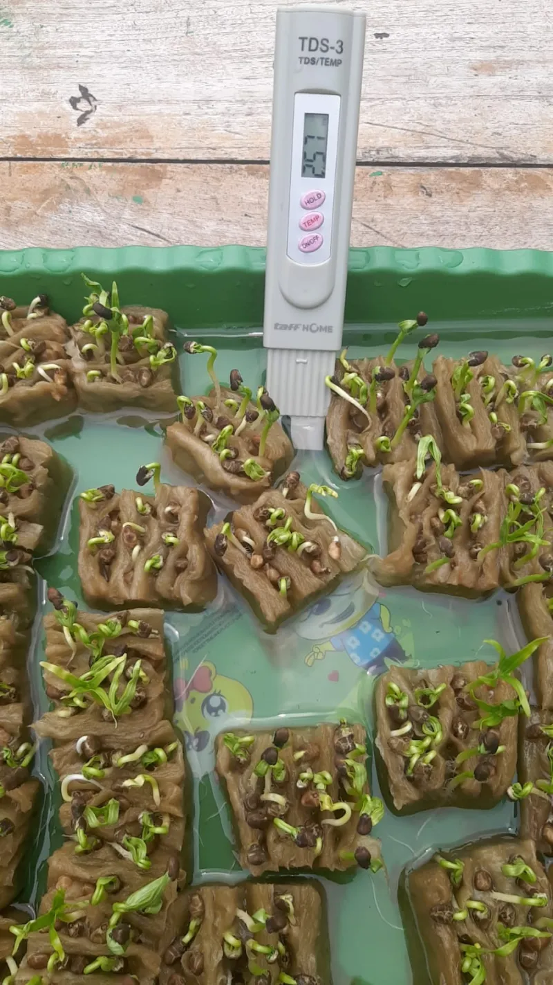 Lahan Urban Farming SMKN 20 Jakarta - Gambar 46