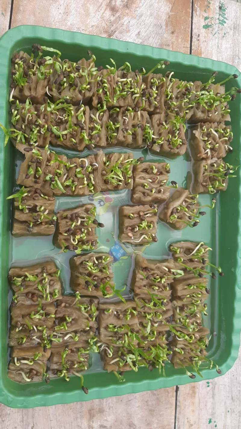 Lahan Urban Farming SMKN 20 Jakarta - Gambar 47
