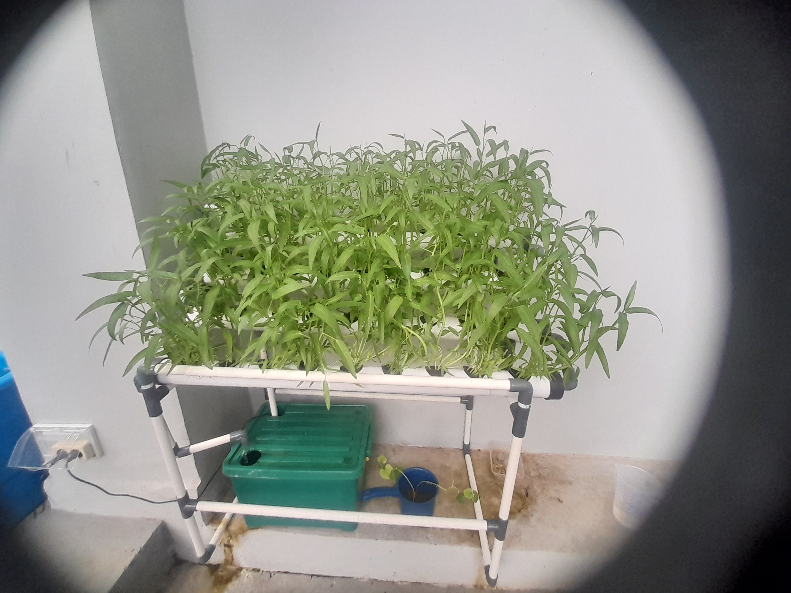Lahan Urban Farming SMAN 116 Jakarta - Gambar 52