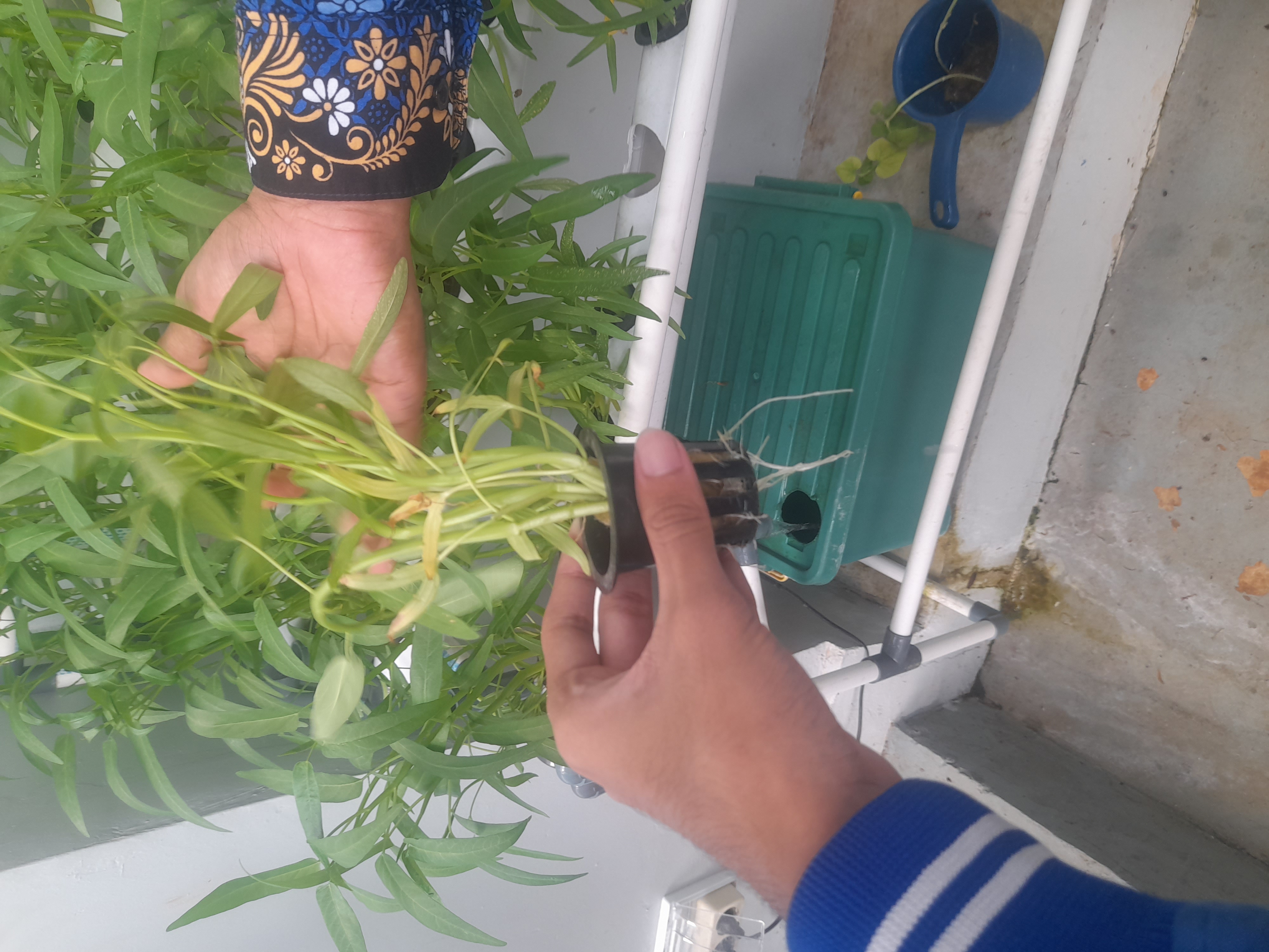 Lahan Urban Farming SMAN 116 Jakarta - Gambar 53