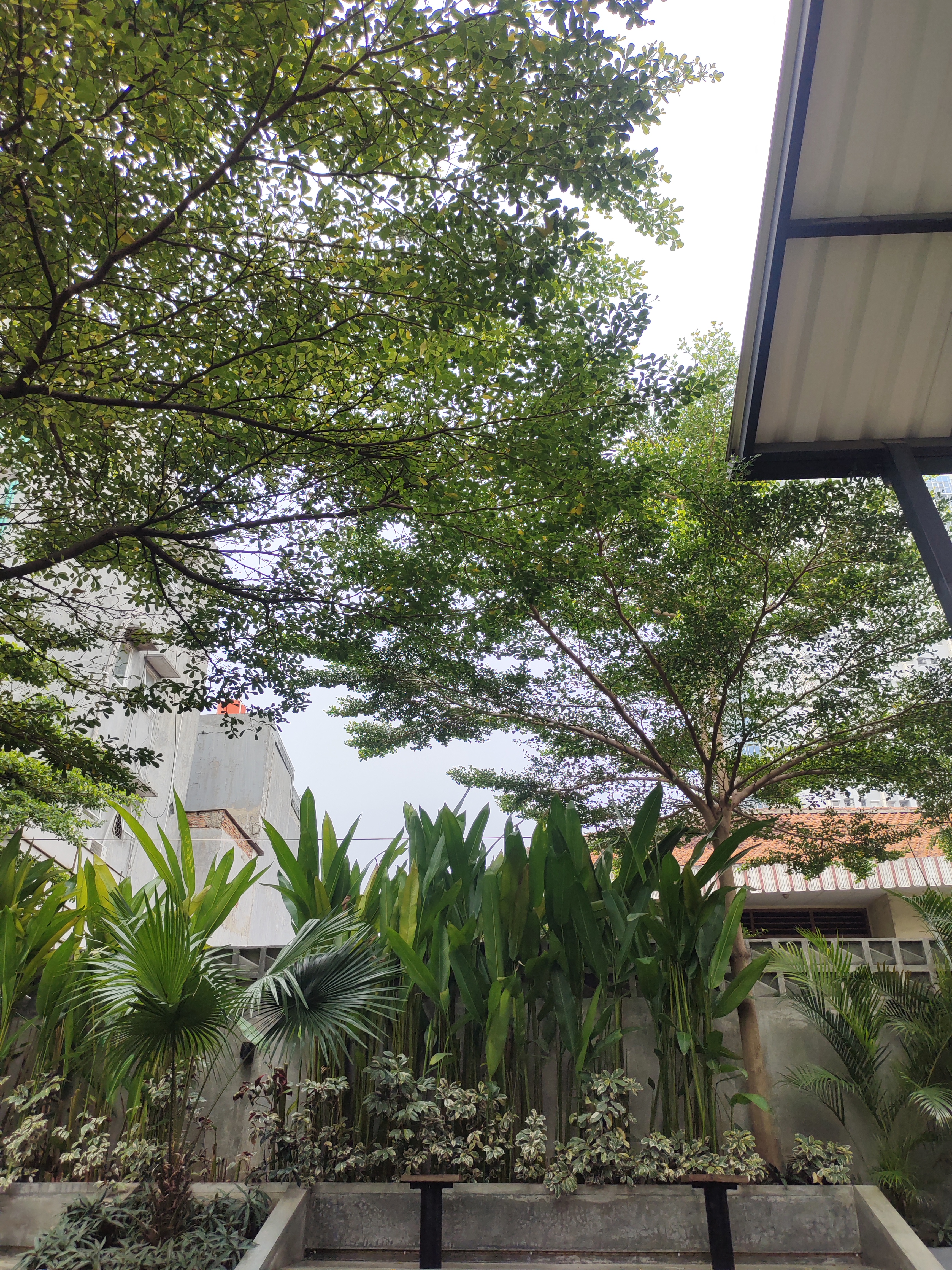 Kebun tomat - Gambar 3
