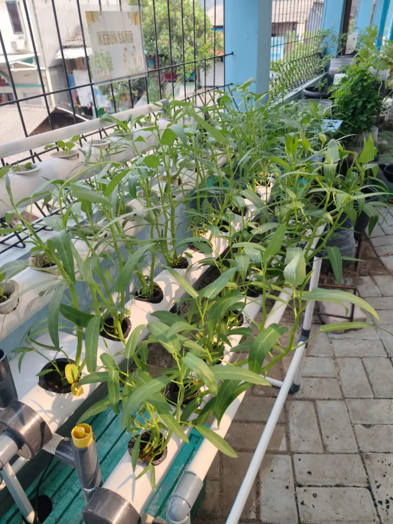 Lahan Urban Farming SMKN 43 Jakarta - Gambar 74