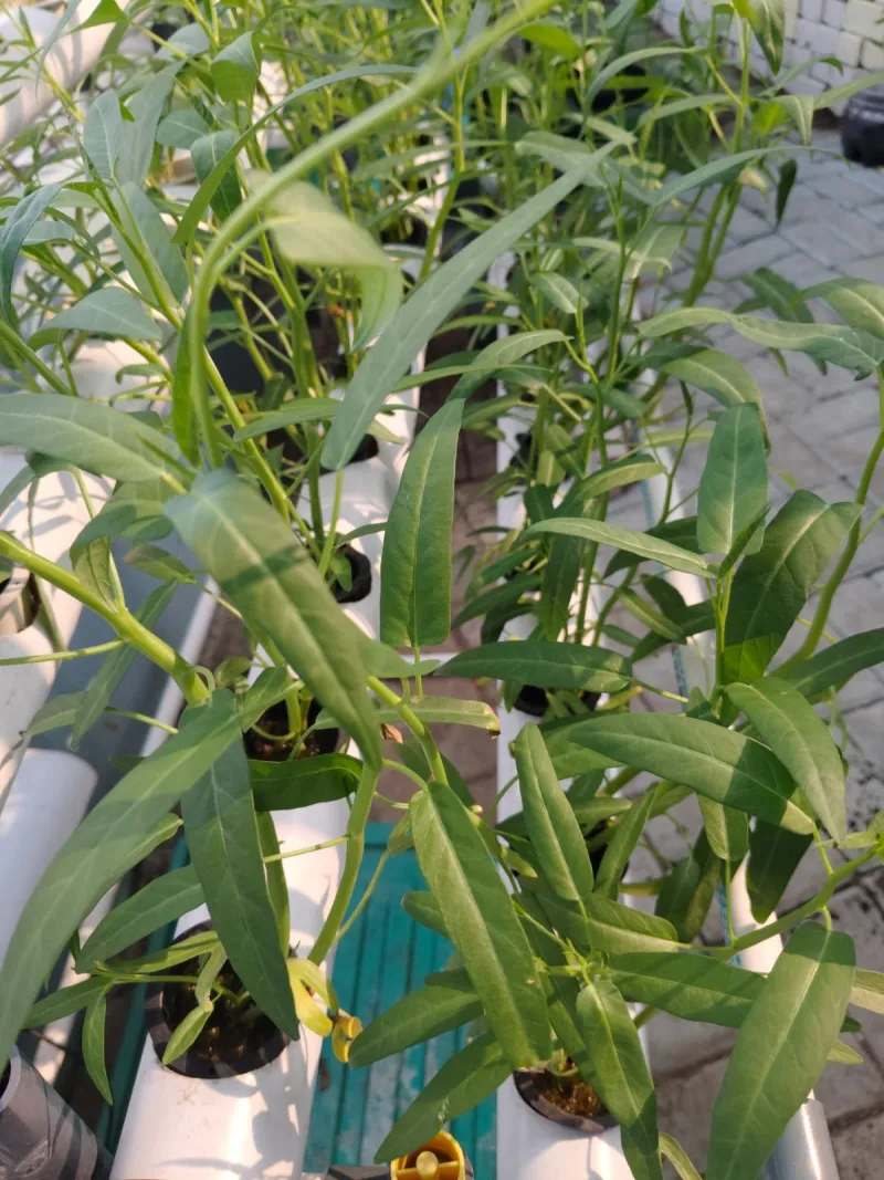 Lahan Urban Farming SMKN 43 Jakarta - Gambar 73
