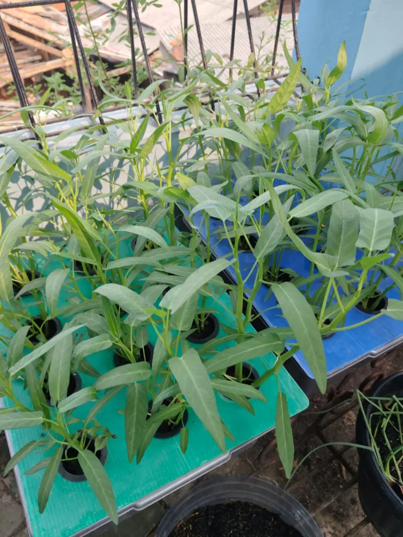 Lahan Urban Farming SMKN 43 Jakarta - Gambar 77