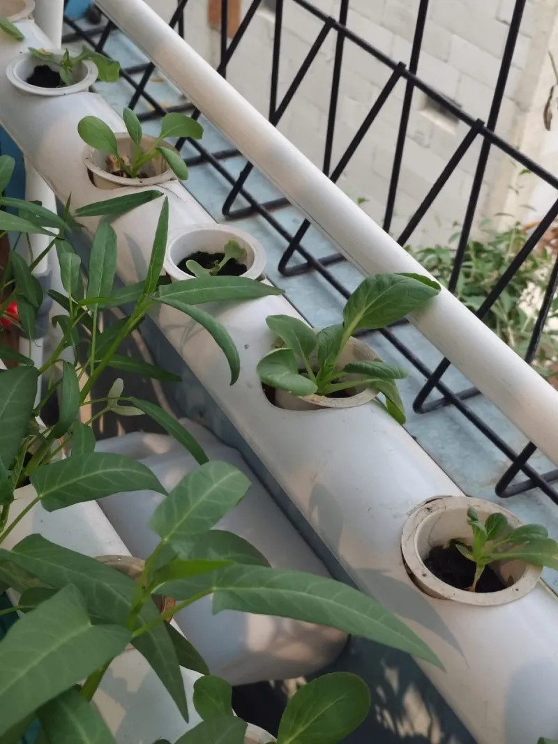 Lahan Urban Farming SMKN 43 Jakarta - Gambar 78
