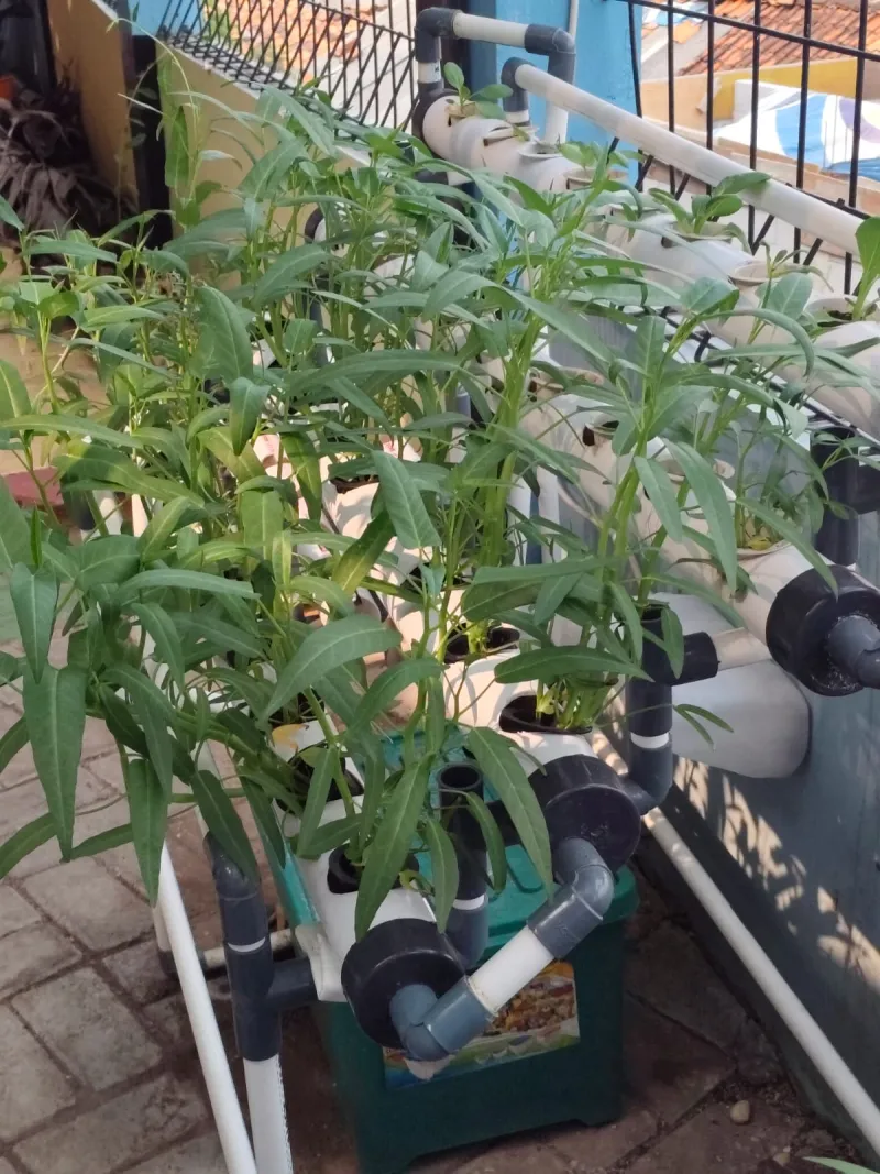 Lahan Urban Farming SMKN 43 Jakarta - Gambar 79