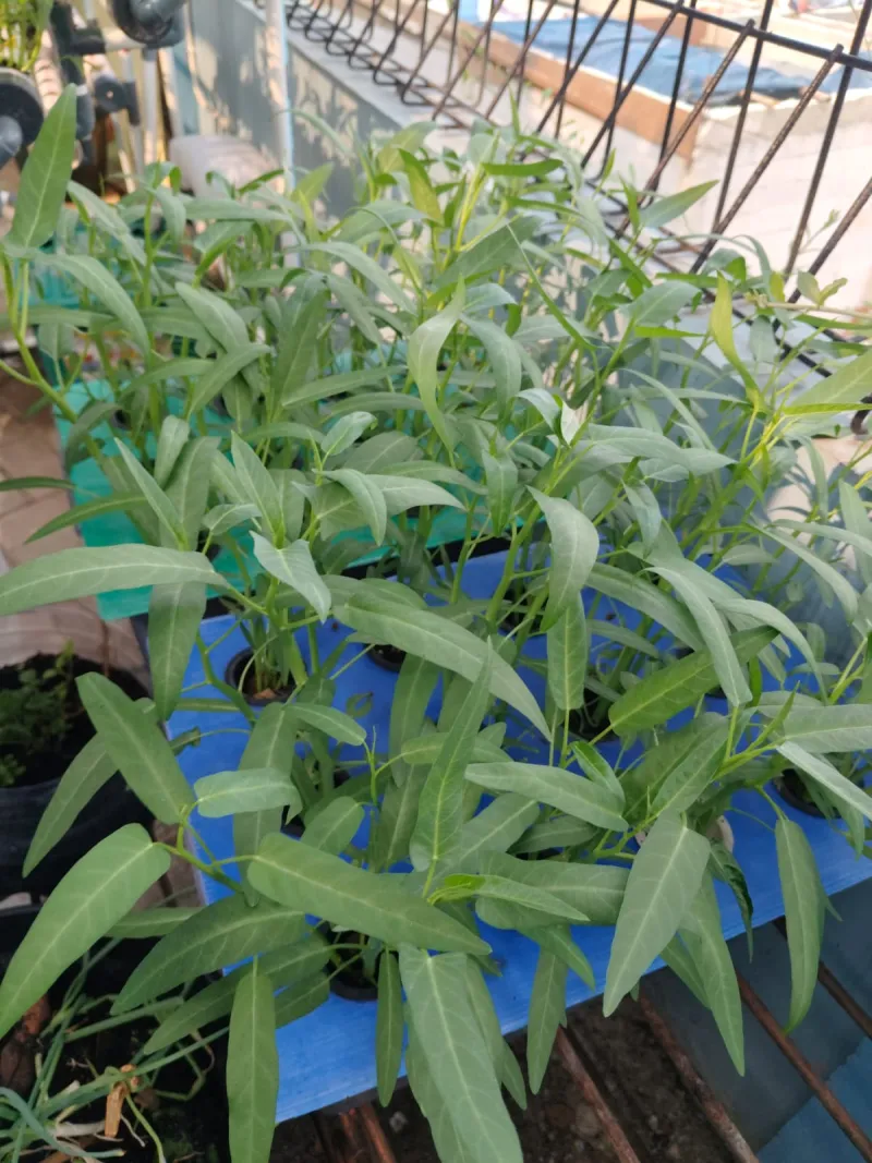 Lahan Urban Farming SMKN 43 Jakarta - Gambar 75
