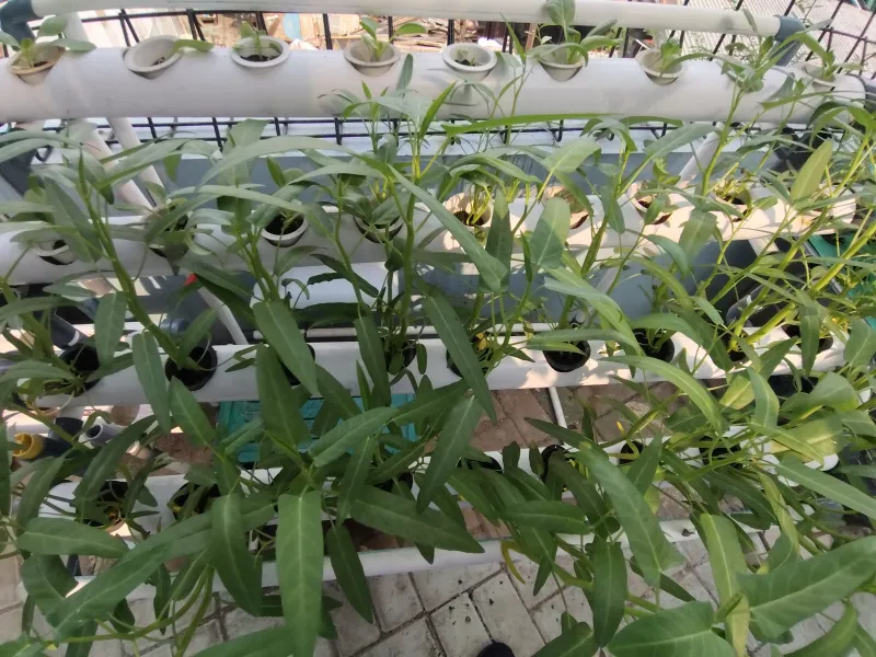Lahan Urban Farming SMKN 43 Jakarta - Gambar 72