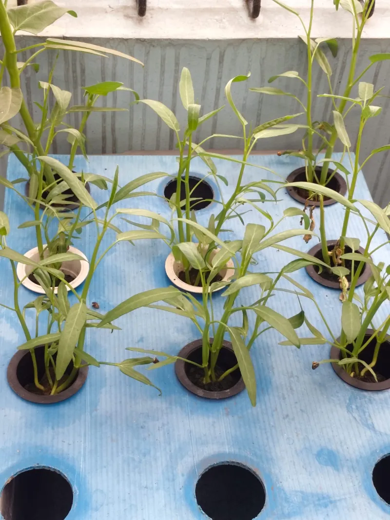 Lahan Urban Farming SMKN 43 Jakarta - Gambar 76