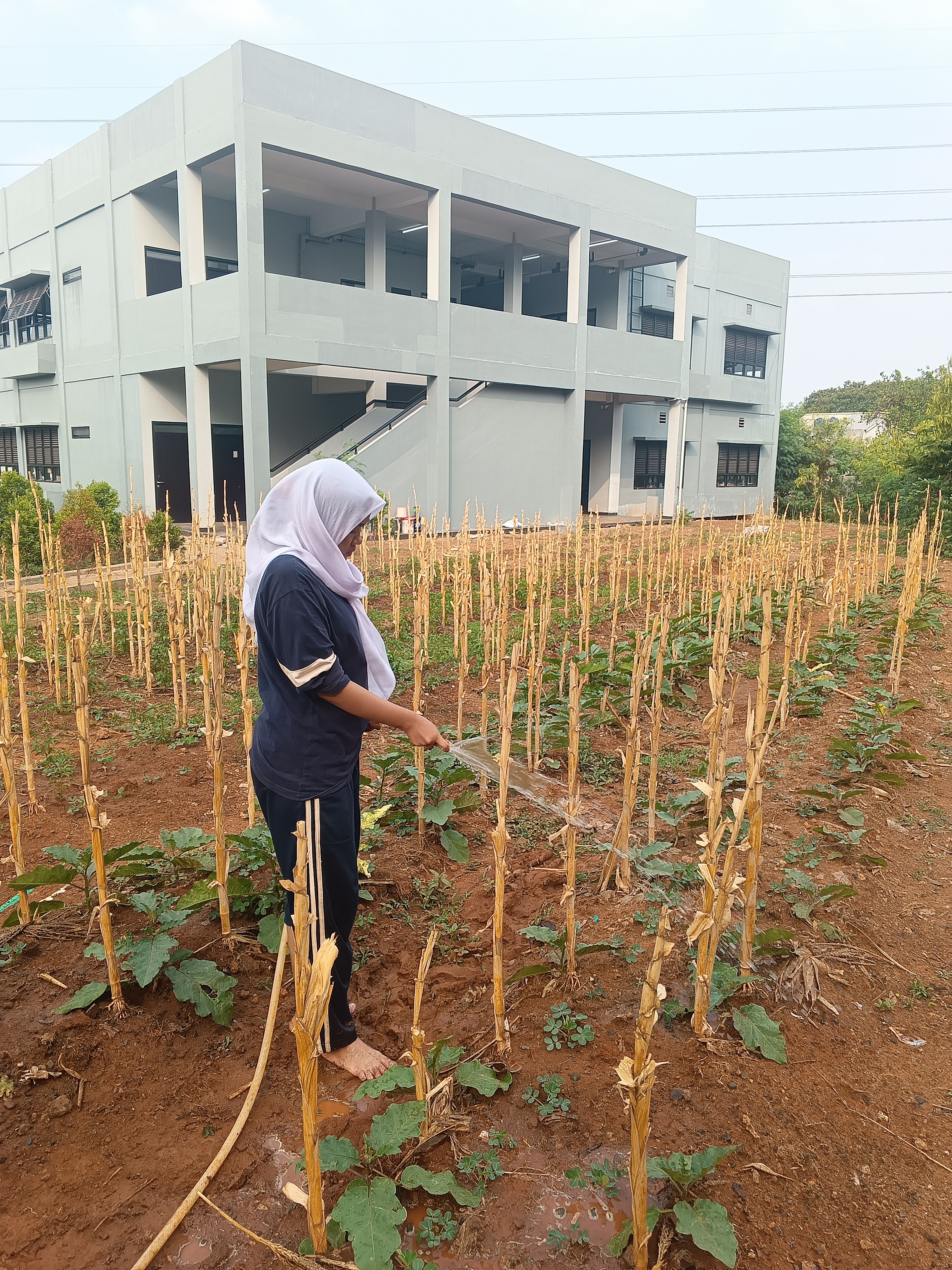 KEBUN SMKN 74 JAGAKARSA JAKARTA SELATAN - Gambar 134