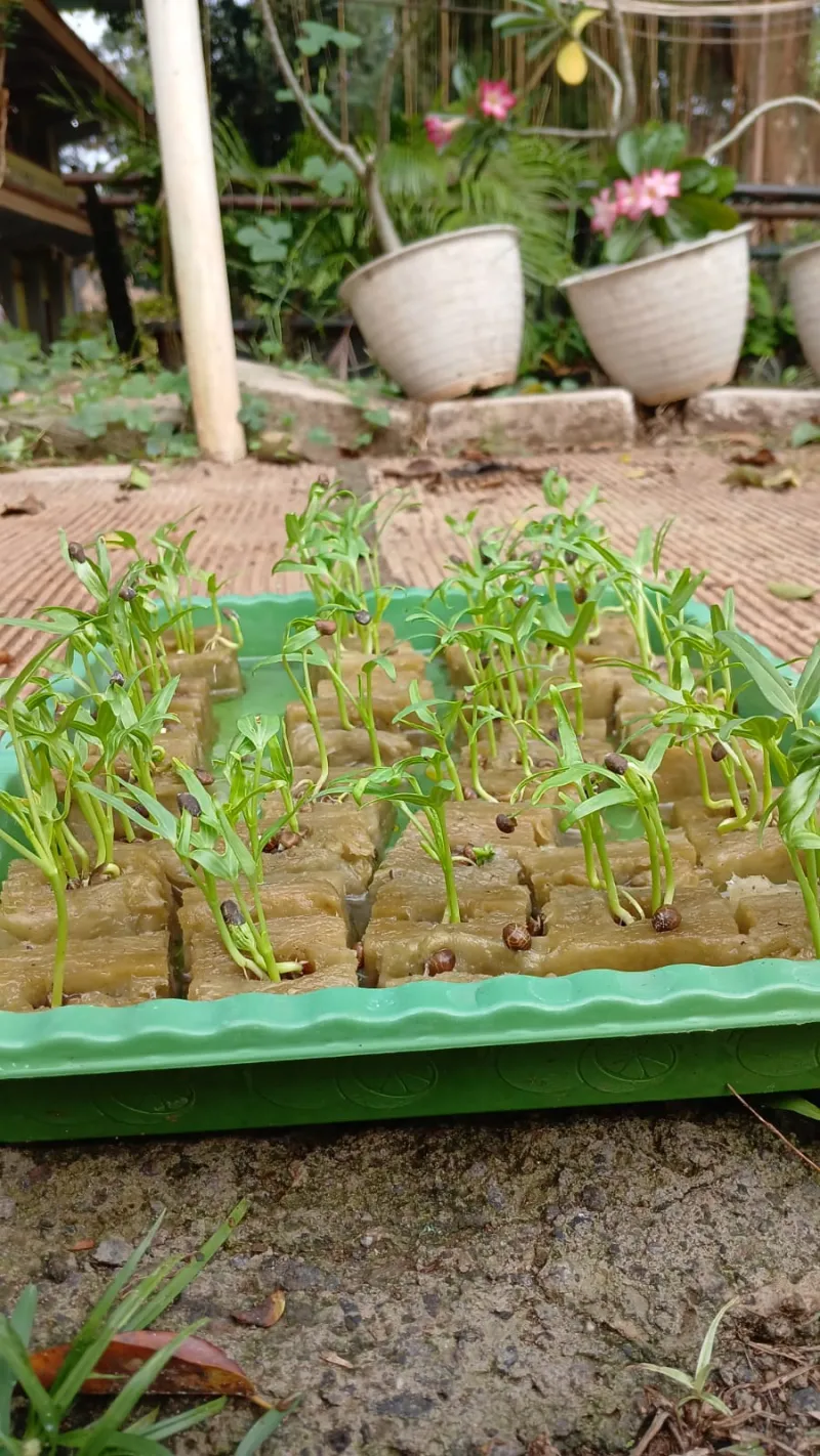 Lahan Urban Farming SMAN 109 Jakarta - Gambar 87