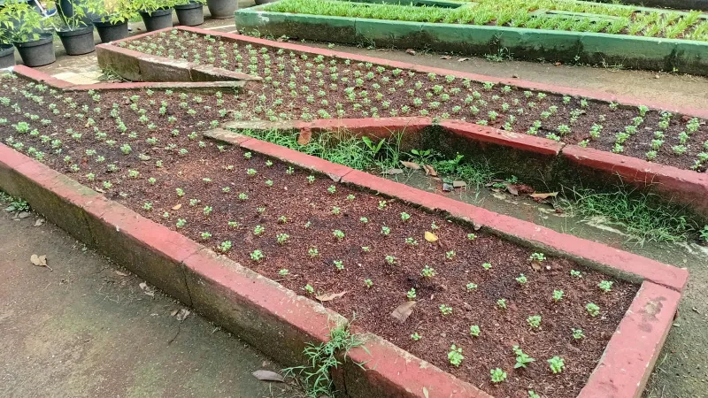 Lahan Urban Farming SMAN 109 Jakarta - Gambar 85
