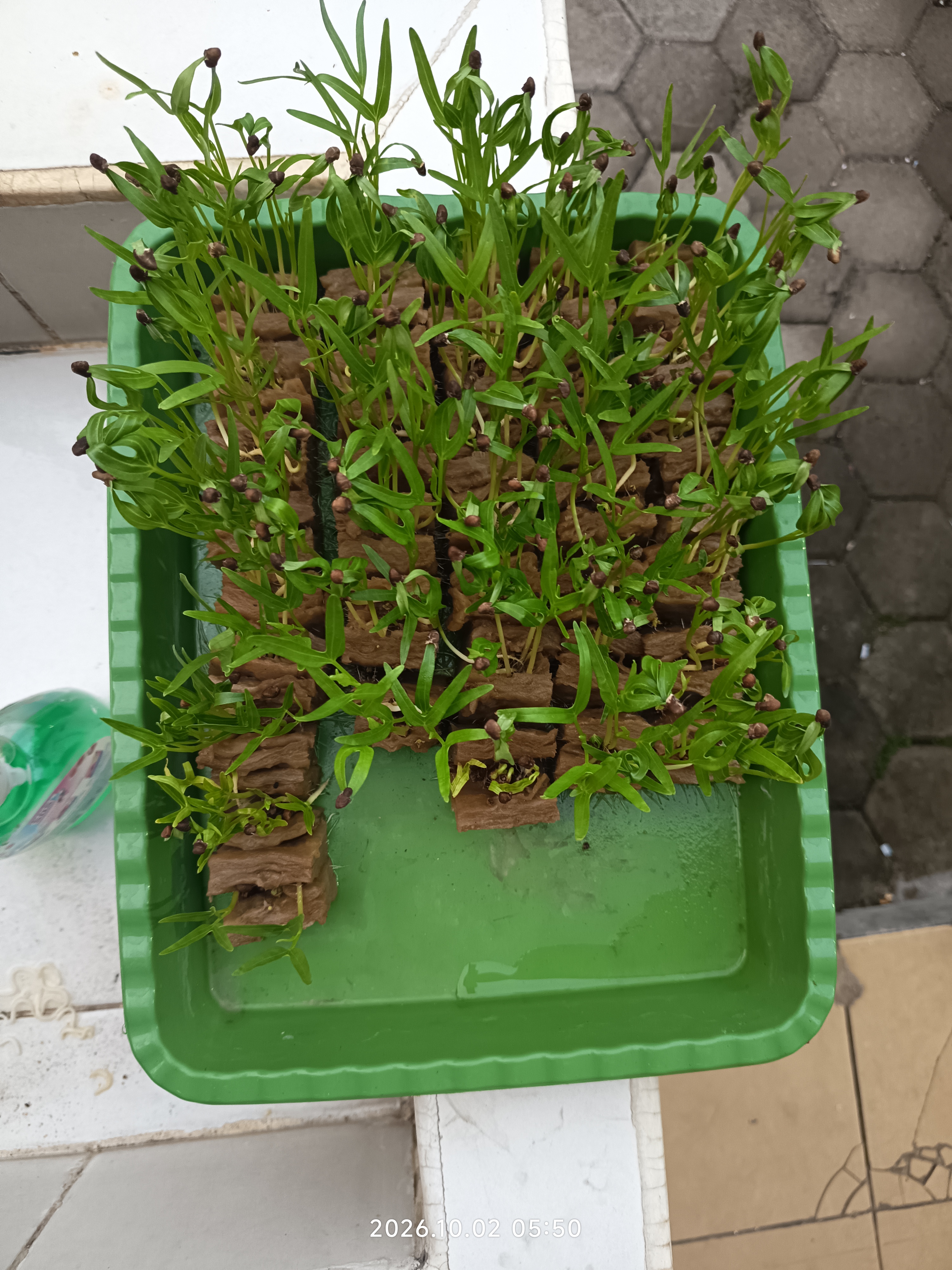 Lahan Urban Farming SLB A Pembina Tingkat Nasional - Gambar 45
