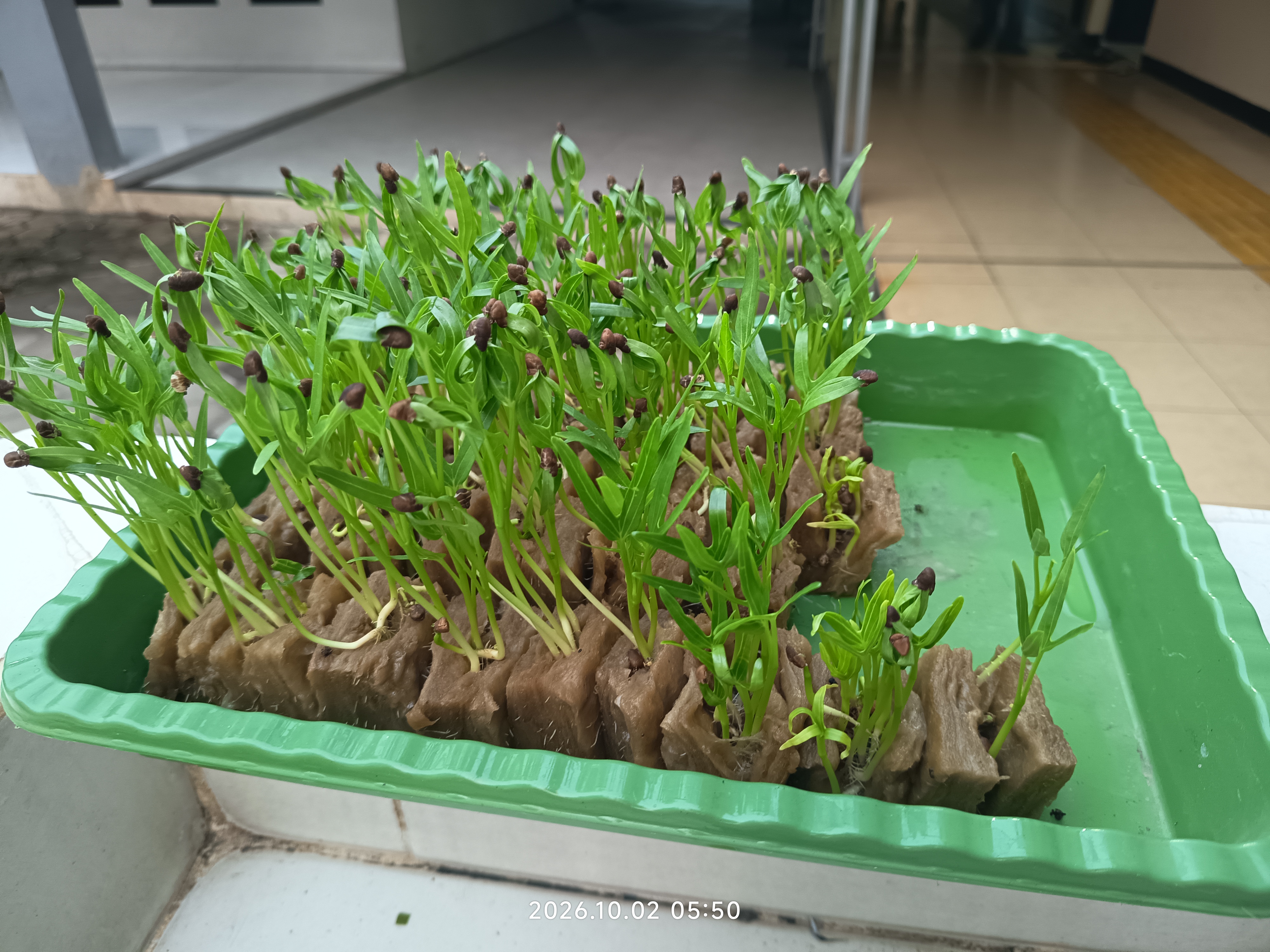 Lahan Urban Farming SLB A Pembina Tingkat Nasional - Gambar 46