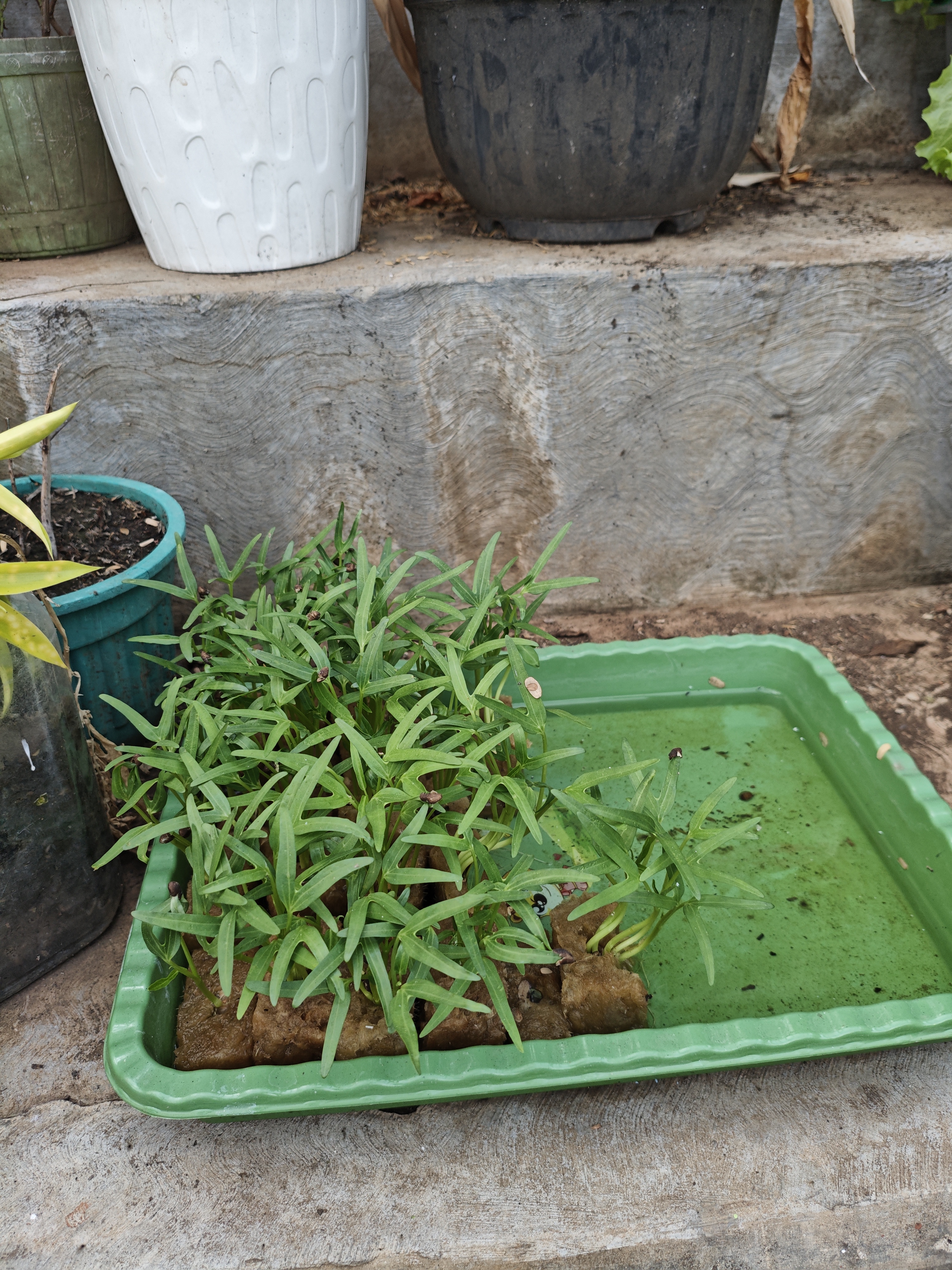Lahan Urban Farming SMAN 63 Jakarta - Gambar 30