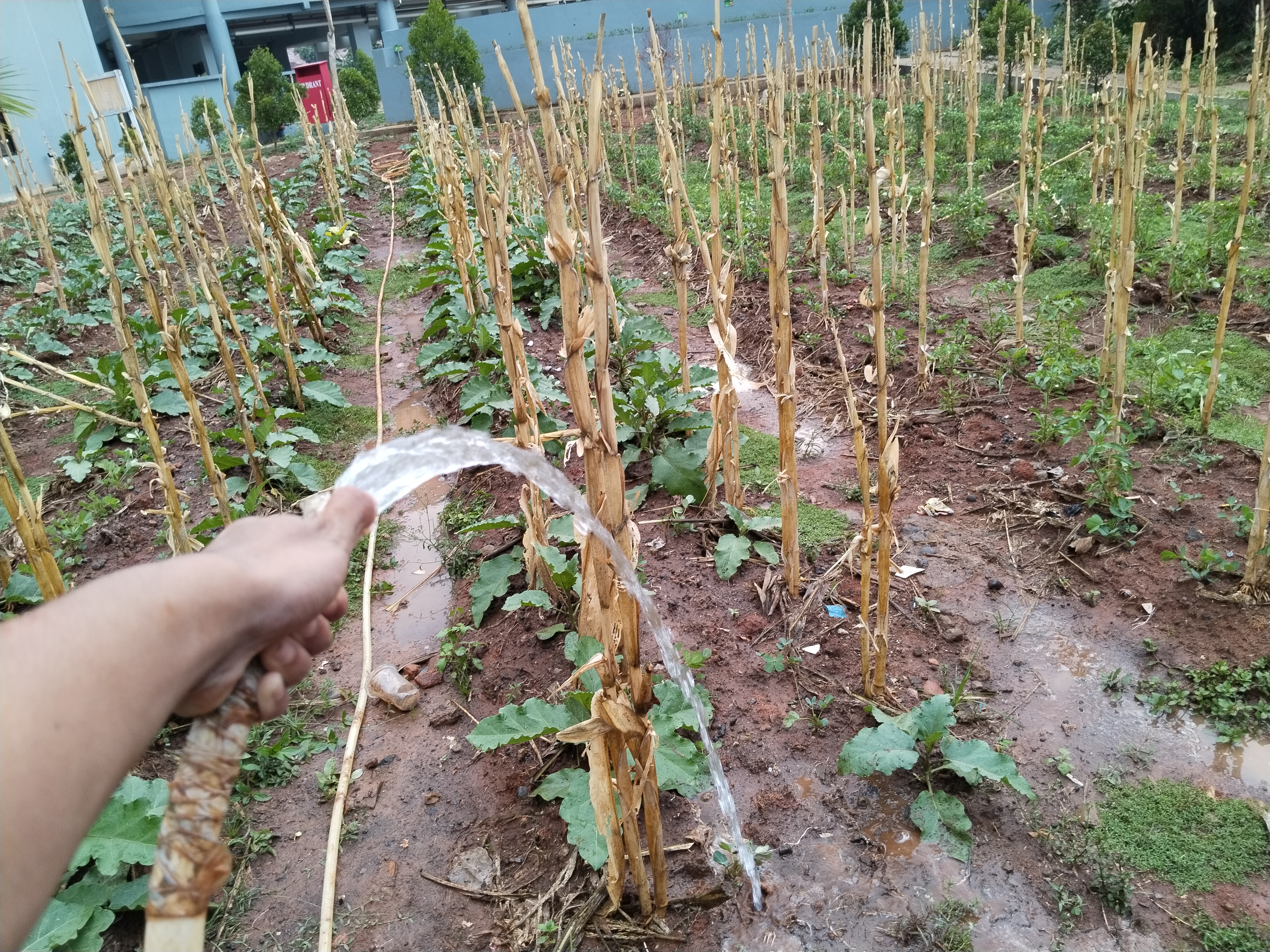 KEBUN SMKN 74 JAGAKARSA JAKARTA SELATAN - Gambar 129