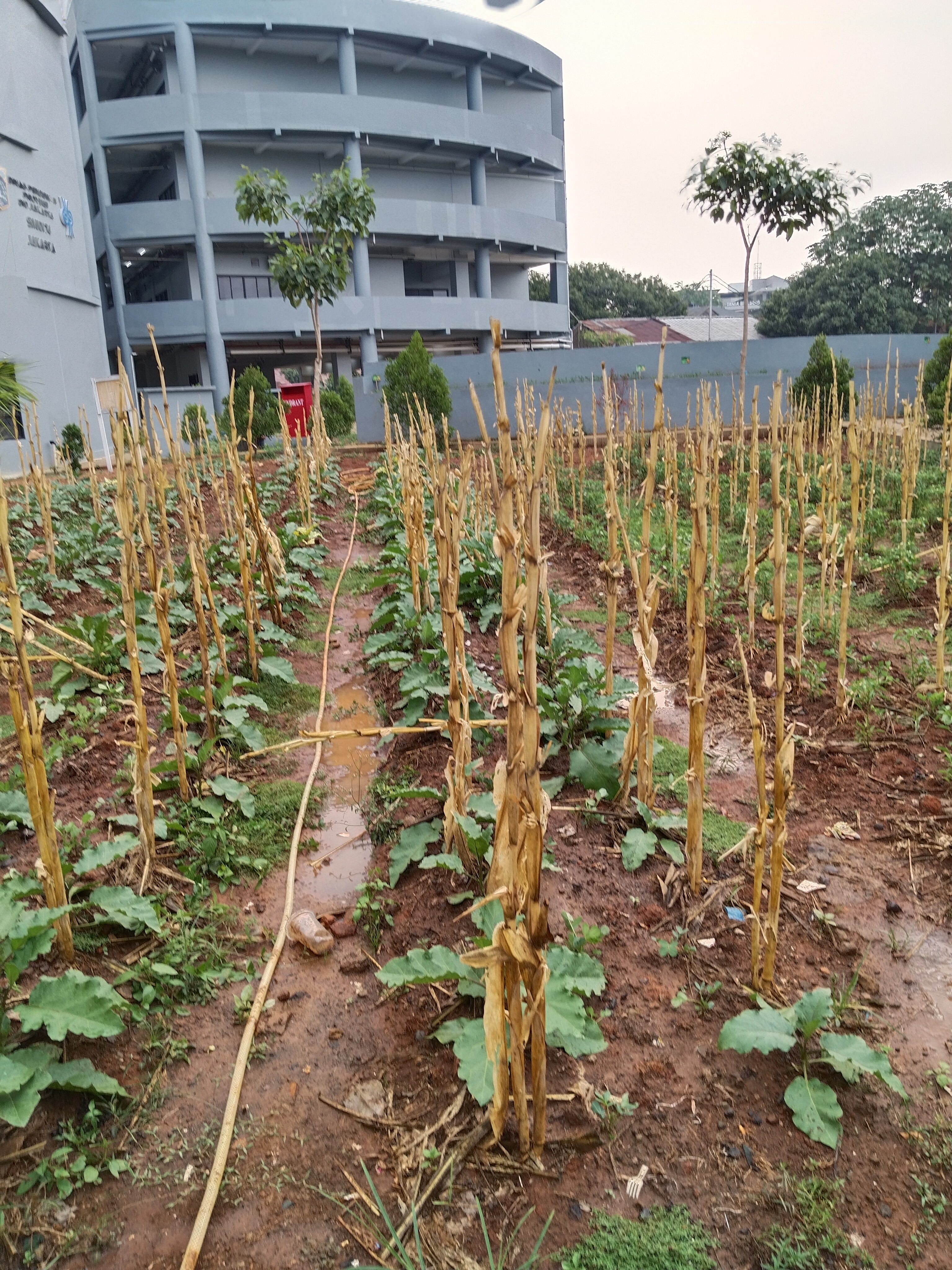 KEBUN SMKN 74 JAGAKARSA JAKARTA SELATAN - Gambar 126