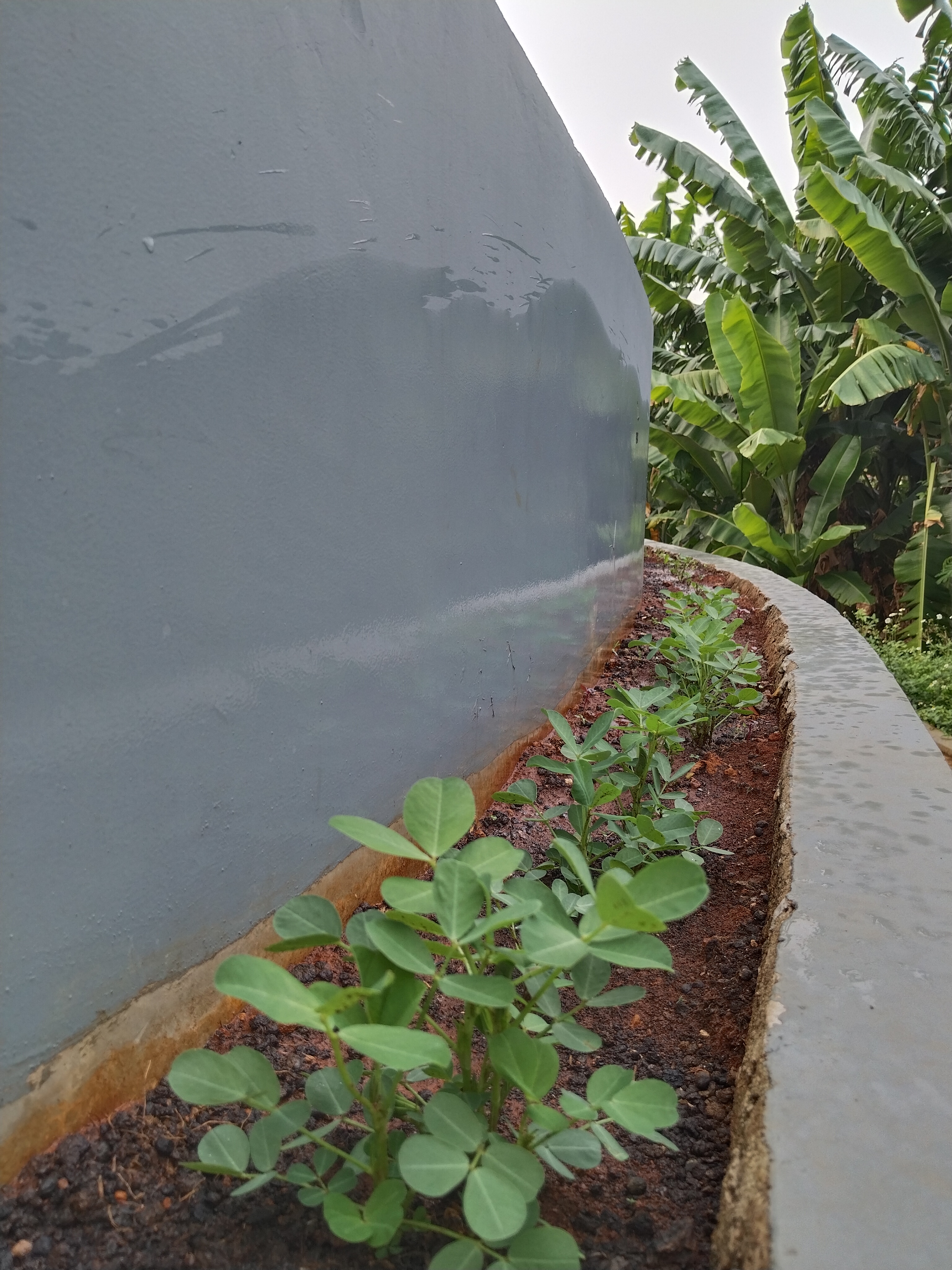 KEBUN SMKN 74 JAGAKARSA JAKARTA SELATAN - Gambar 125