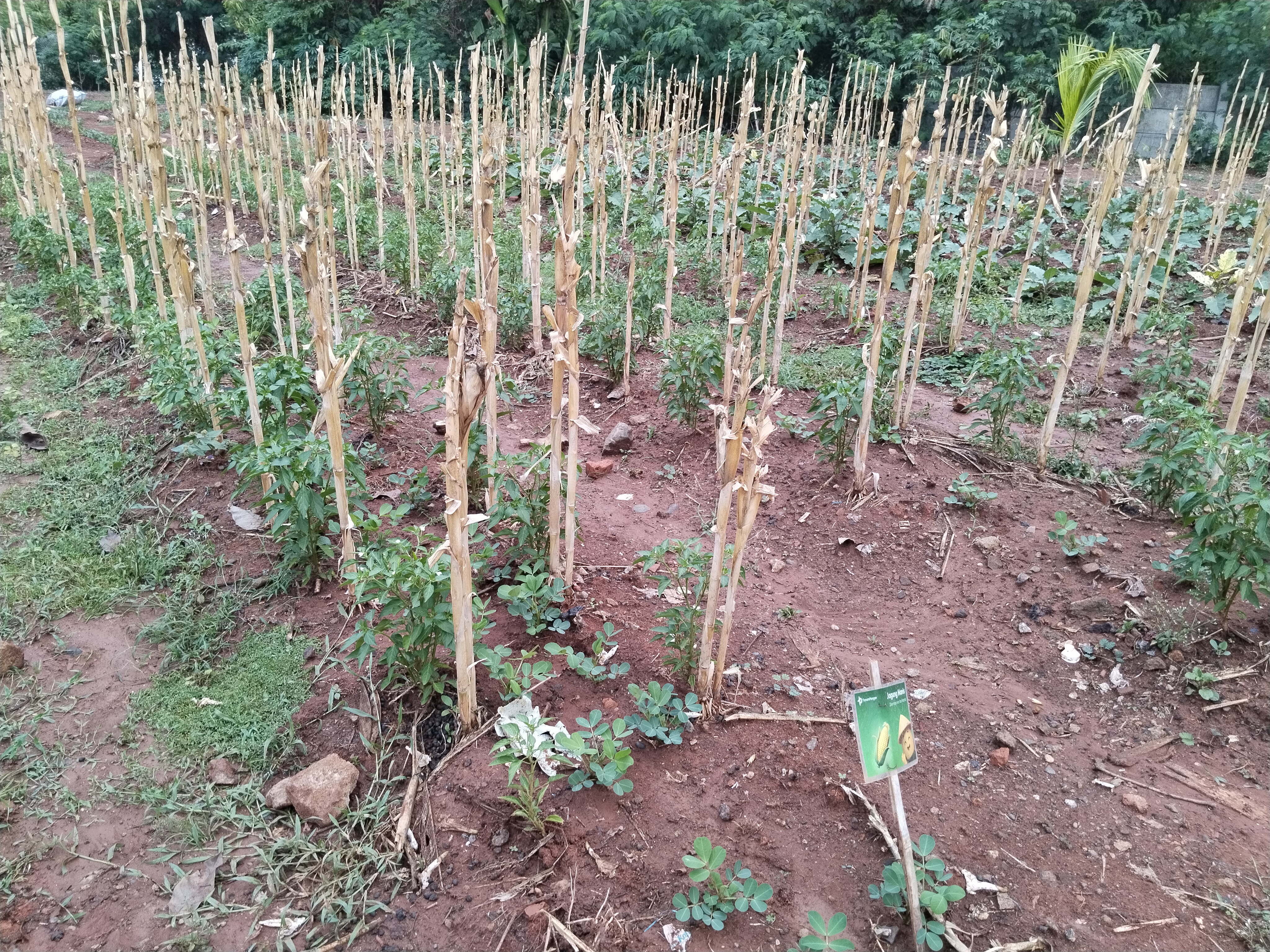 KEBUN SMKN 74 JAGAKARSA JAKARTA SELATAN - Gambar 121