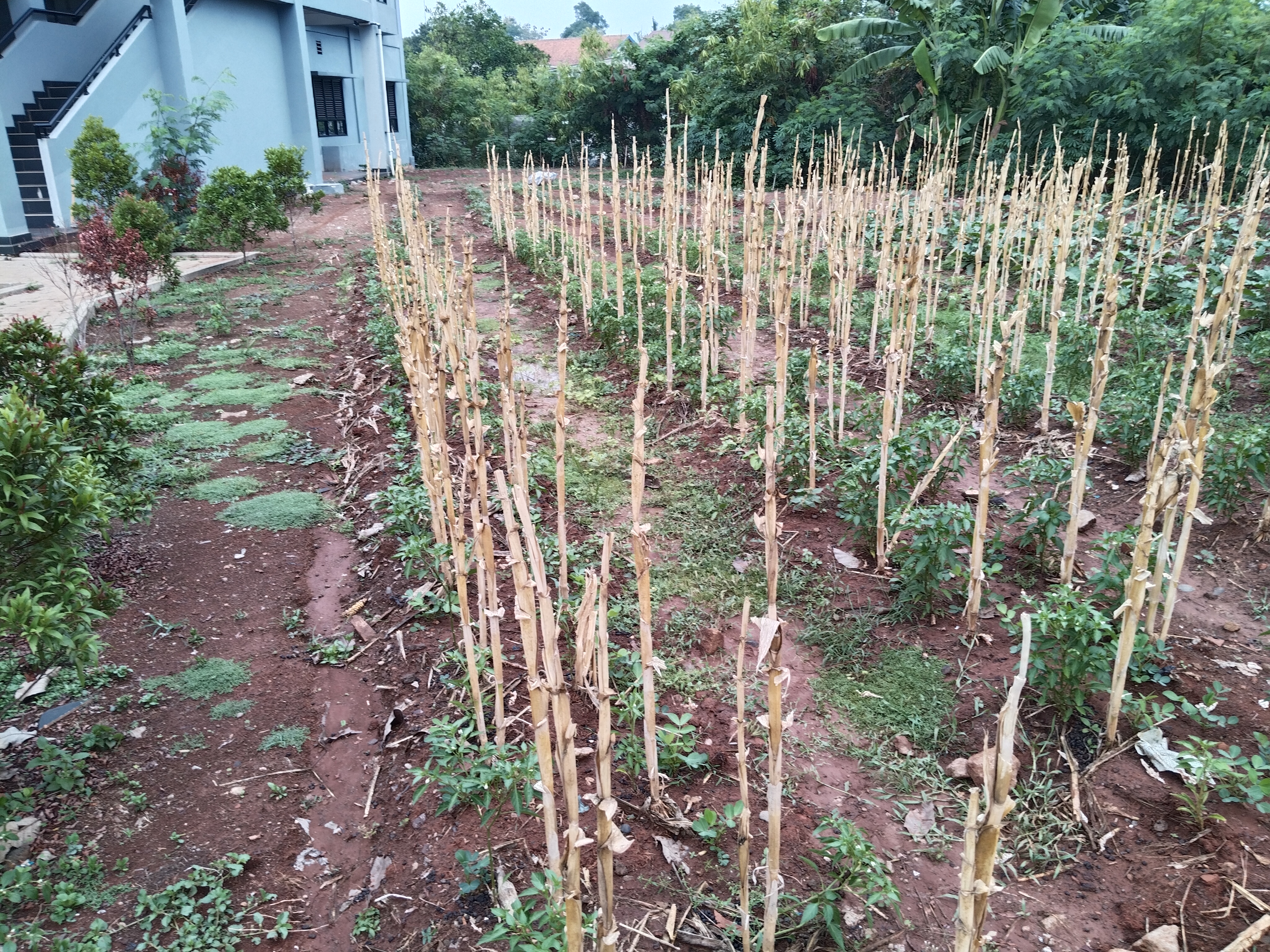 KEBUN SMKN 74 JAGAKARSA JAKARTA SELATAN - Gambar 120