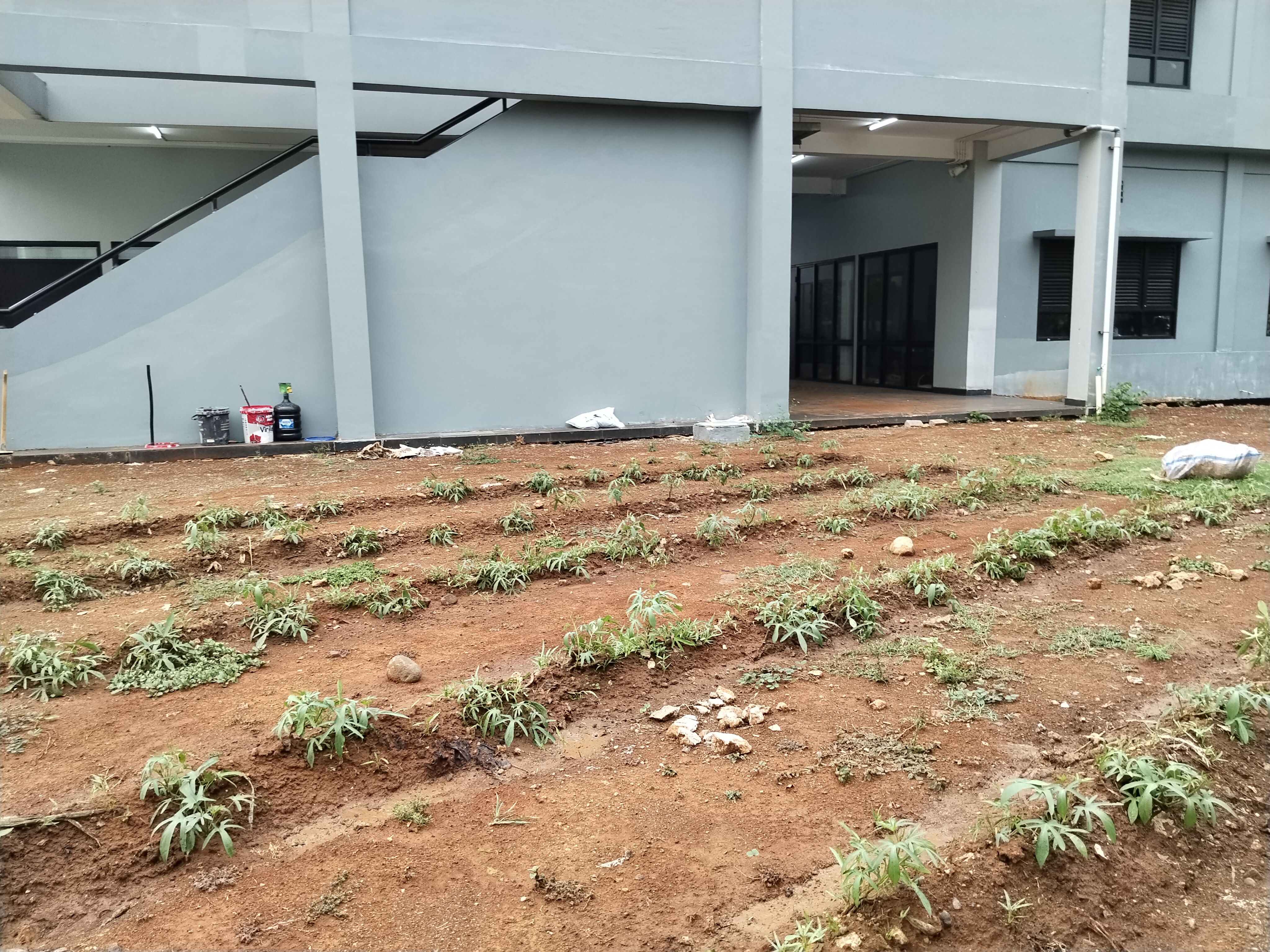 KEBUN SMKN 74 JAGAKARSA JAKARTA SELATAN - Gambar 117