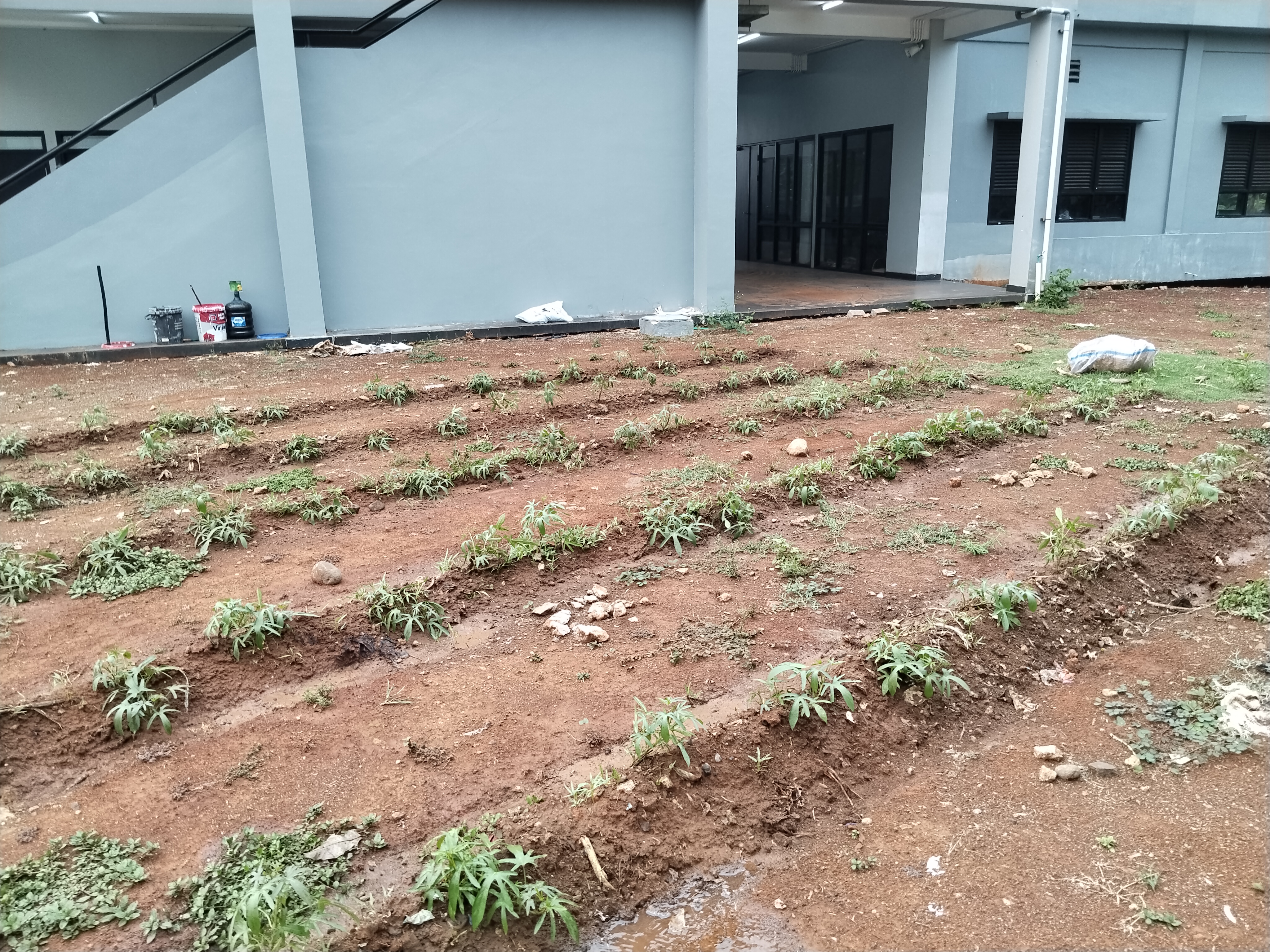 KEBUN SMKN 74 JAGAKARSA JAKARTA SELATAN - Gambar 113