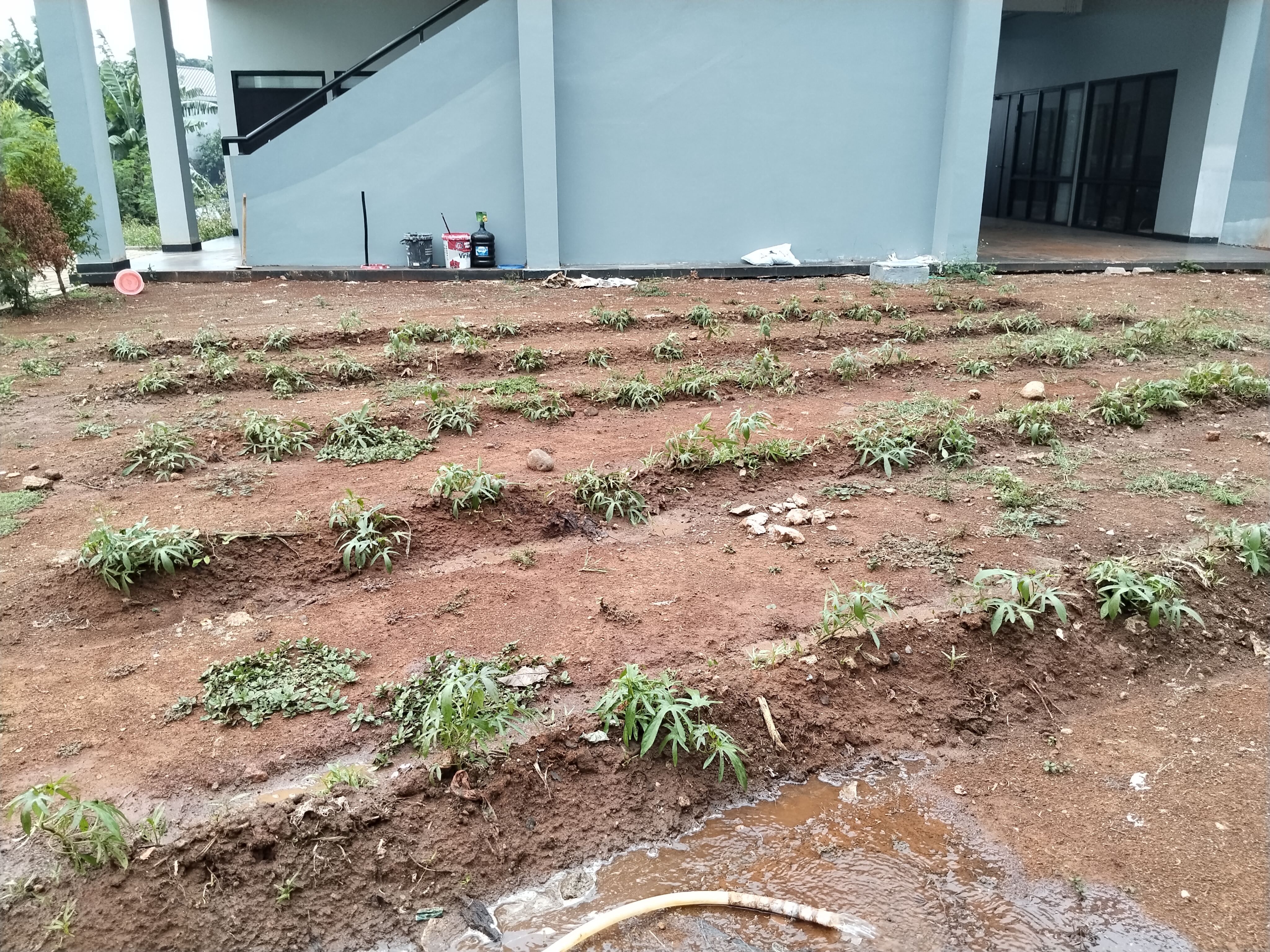 KEBUN SMKN 74 JAGAKARSA JAKARTA SELATAN - Gambar 112