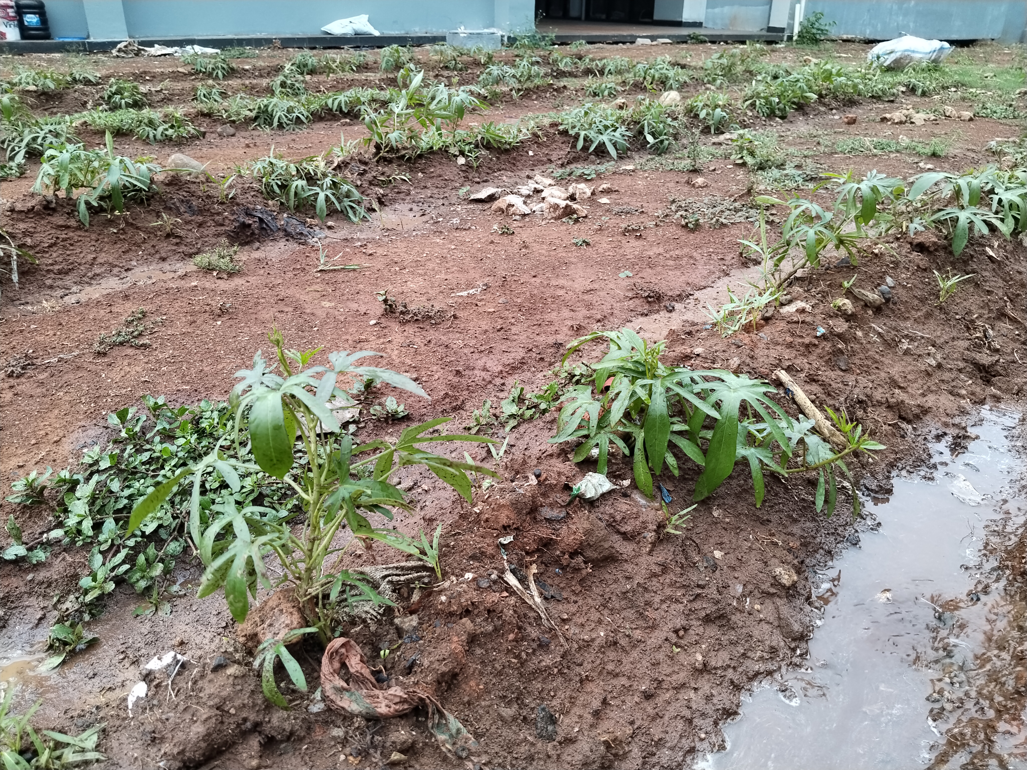KEBUN SMKN 74 JAGAKARSA JAKARTA SELATAN - Gambar 114